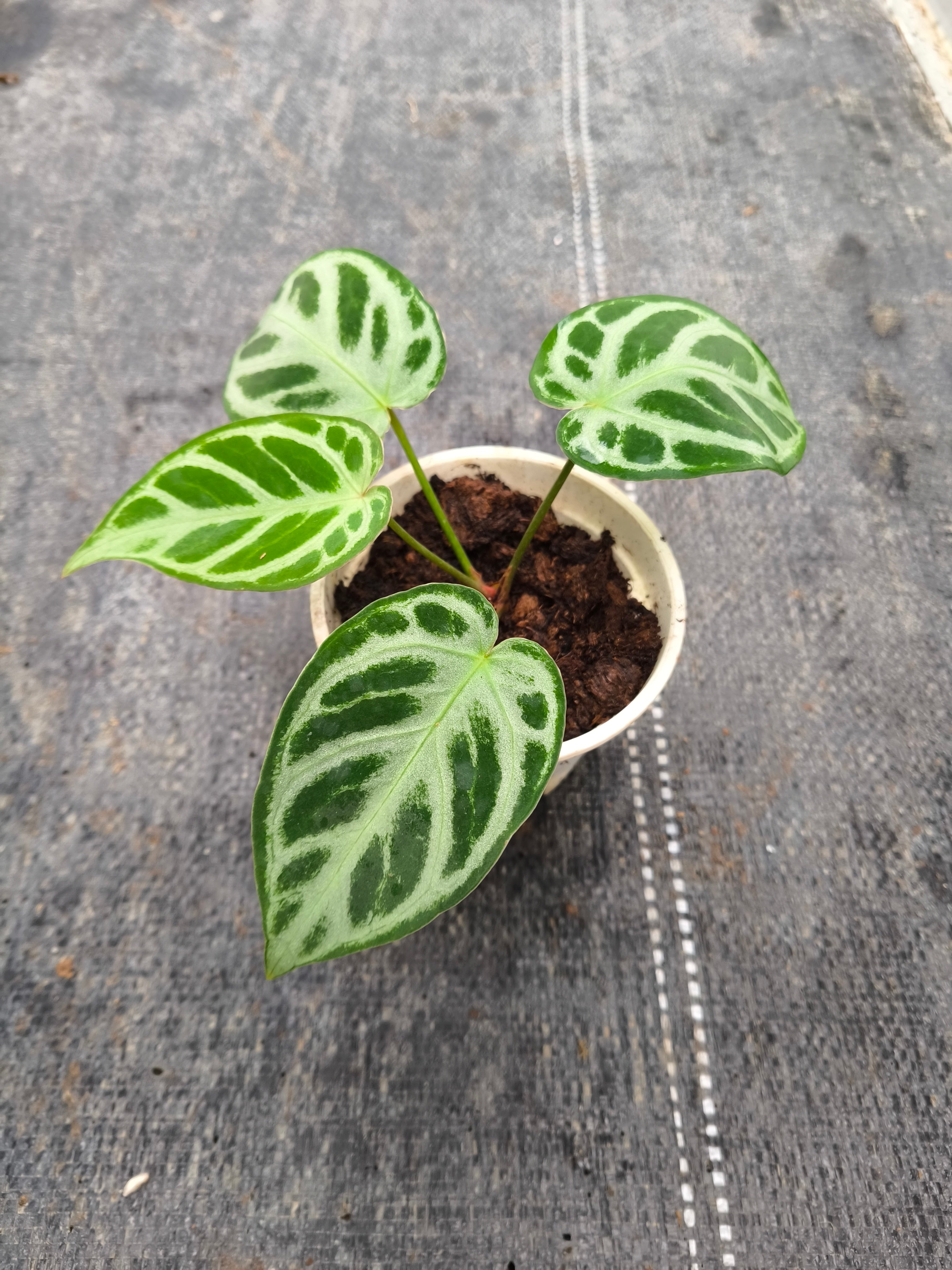 Anthurium 'Dorayaki' hybrid