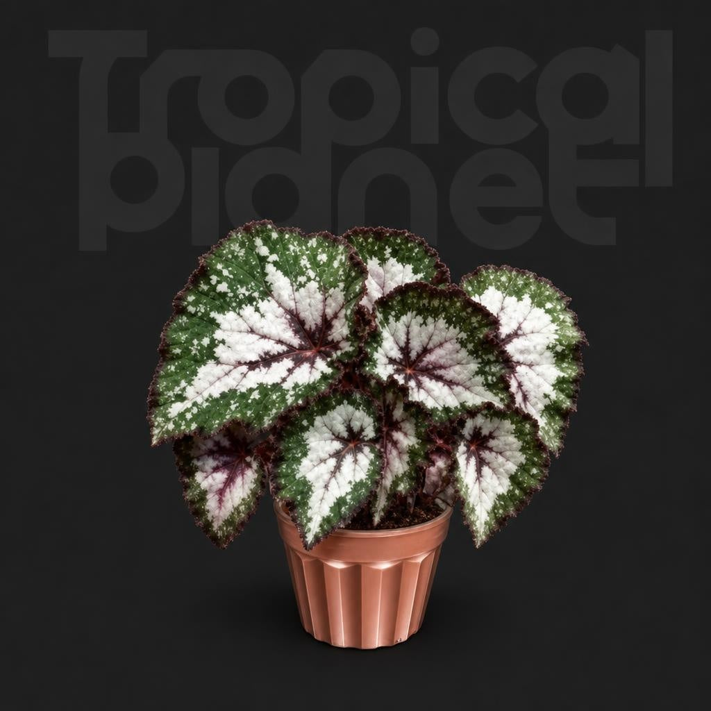 Begonia × hiemalis ‘Zhi Ci Qing Lü’