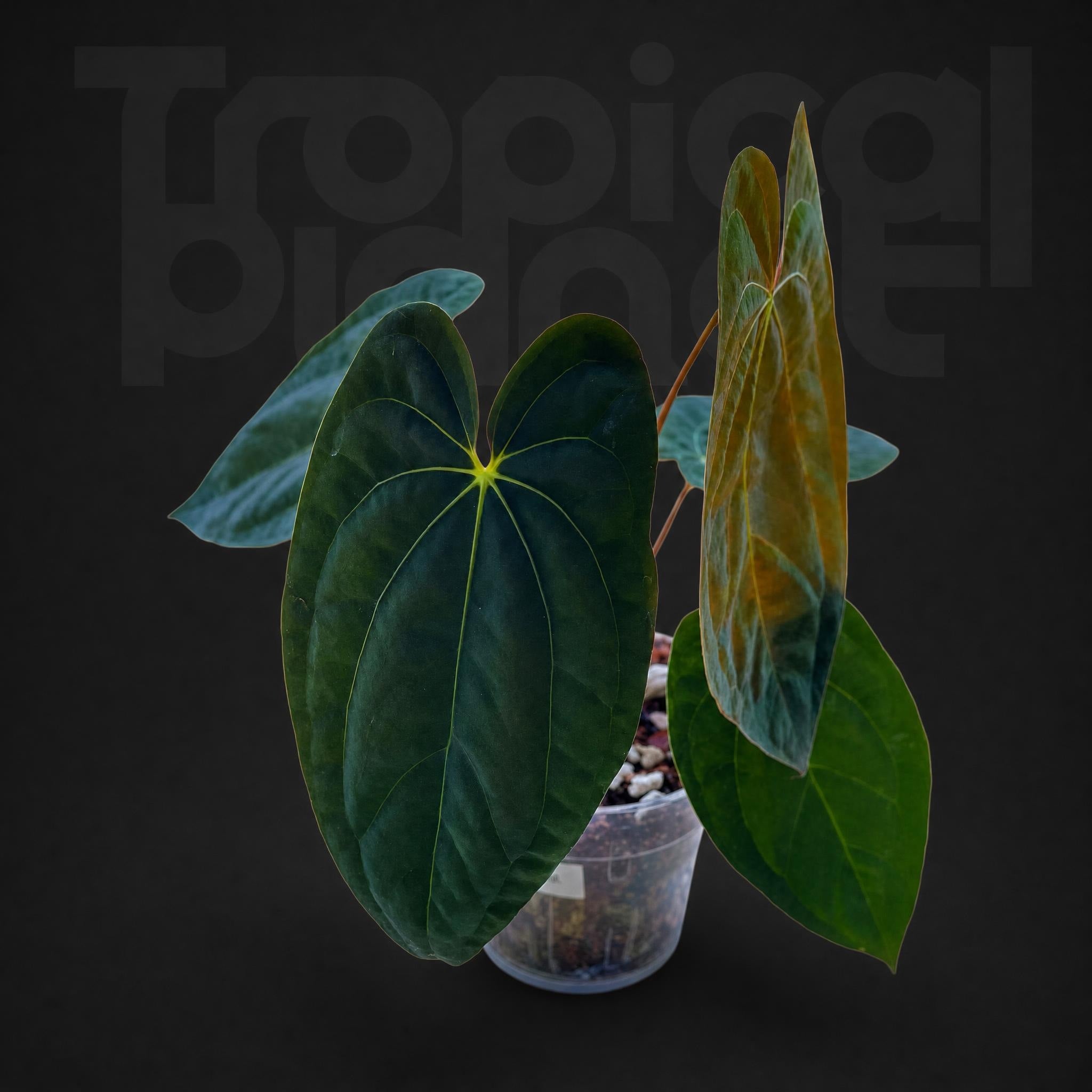 Anthurium papillilaminum * king of spades