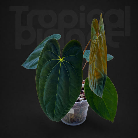 Anthurium papillilaminum × 'King of Spades'