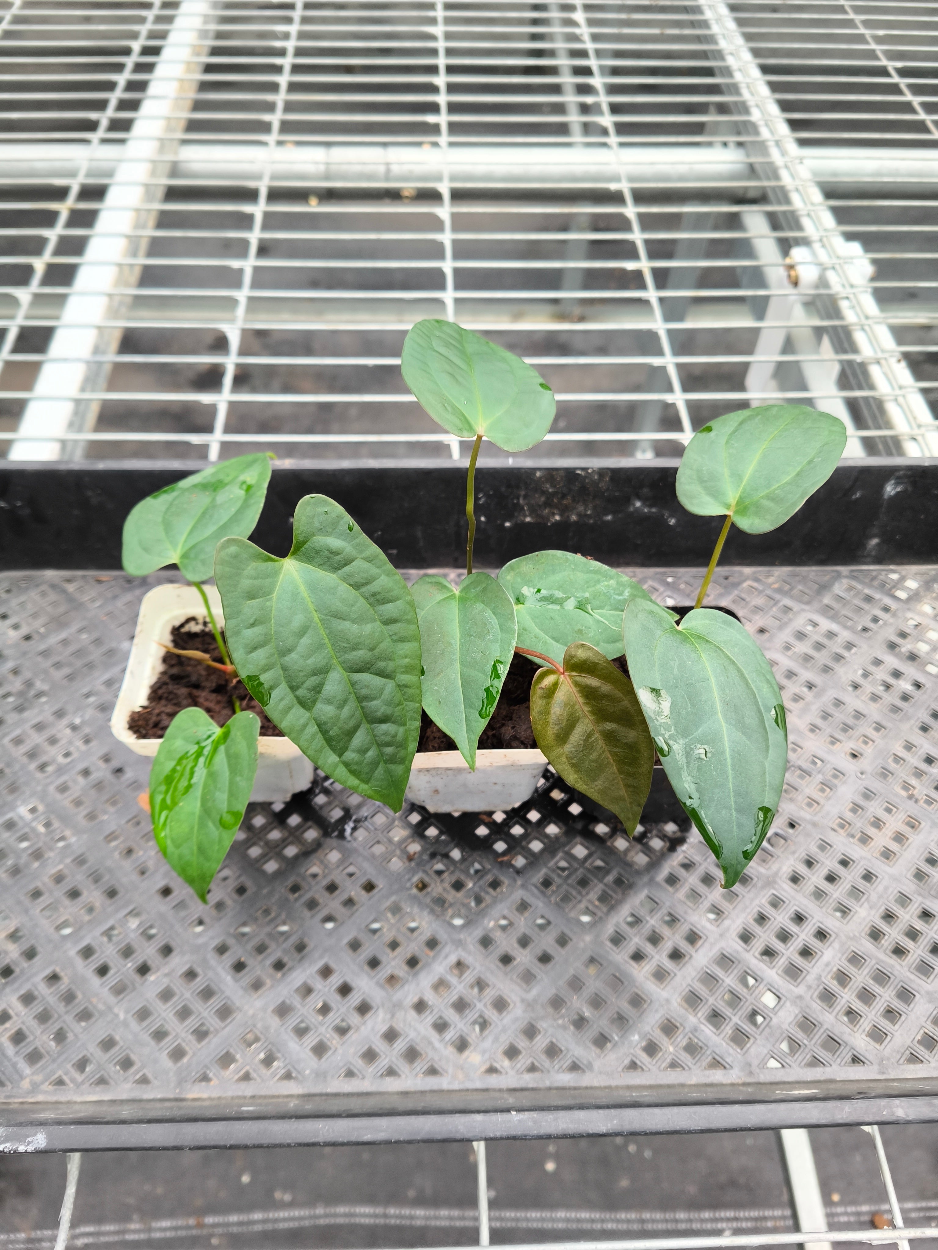 Anthurium 'Dark Phoenix'bybrid