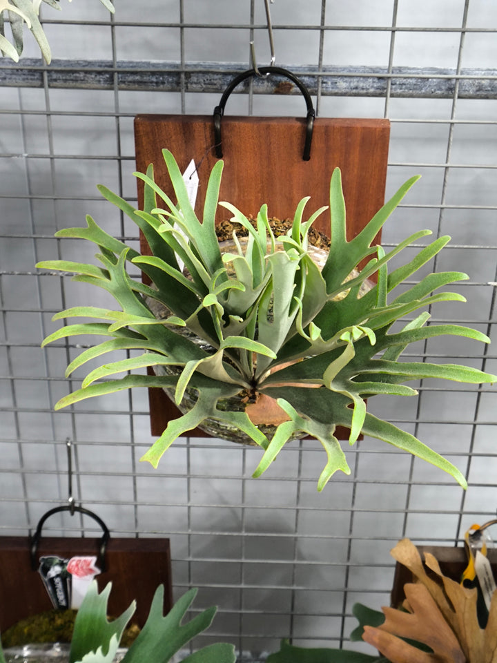Special selection Mixed spore Platycerium Unicorn +Platycerium Bambi+ Platycerium Kina fisher - Exact Plant Pictured