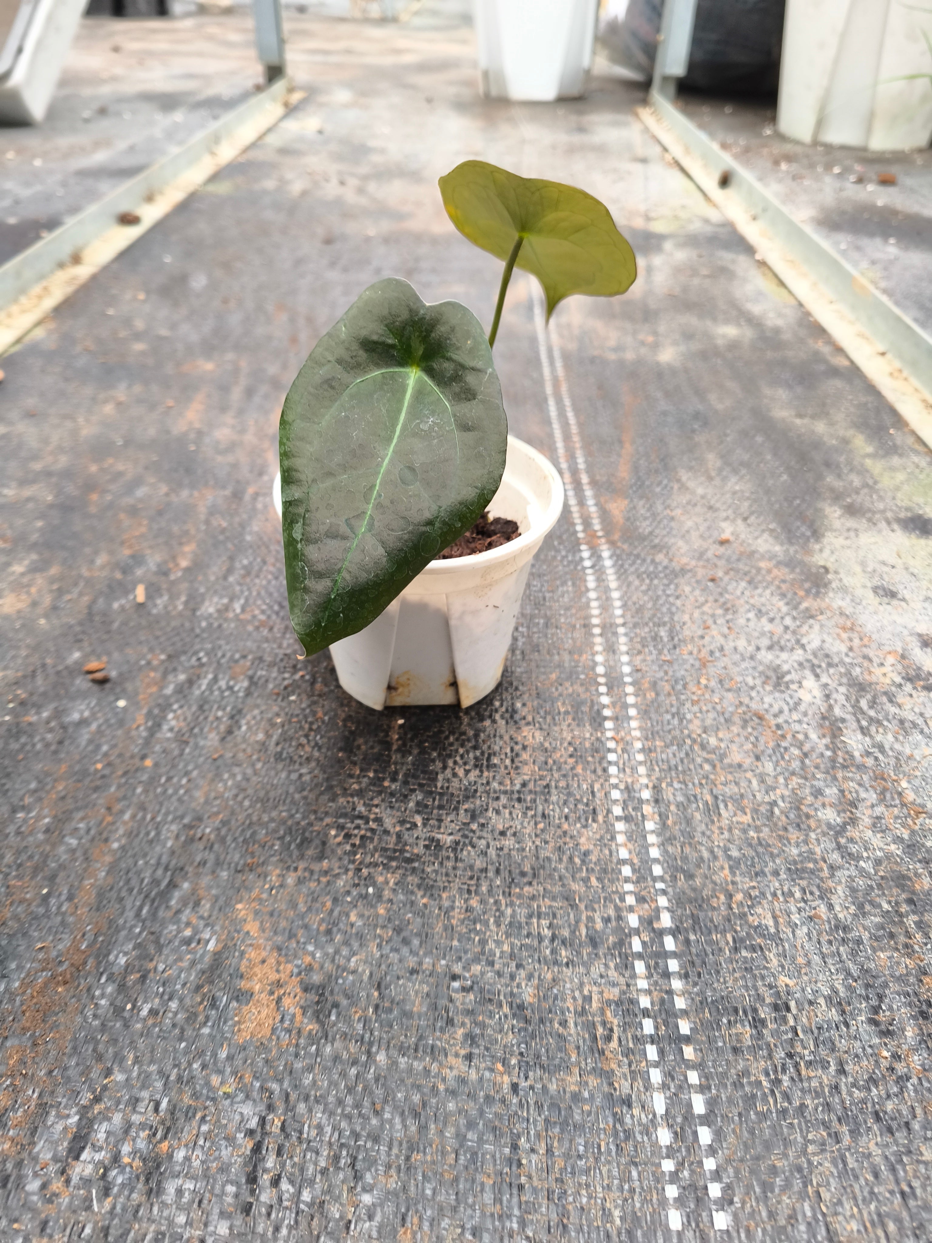 Anthurium forgetii × Anthurium 'King of Spades'