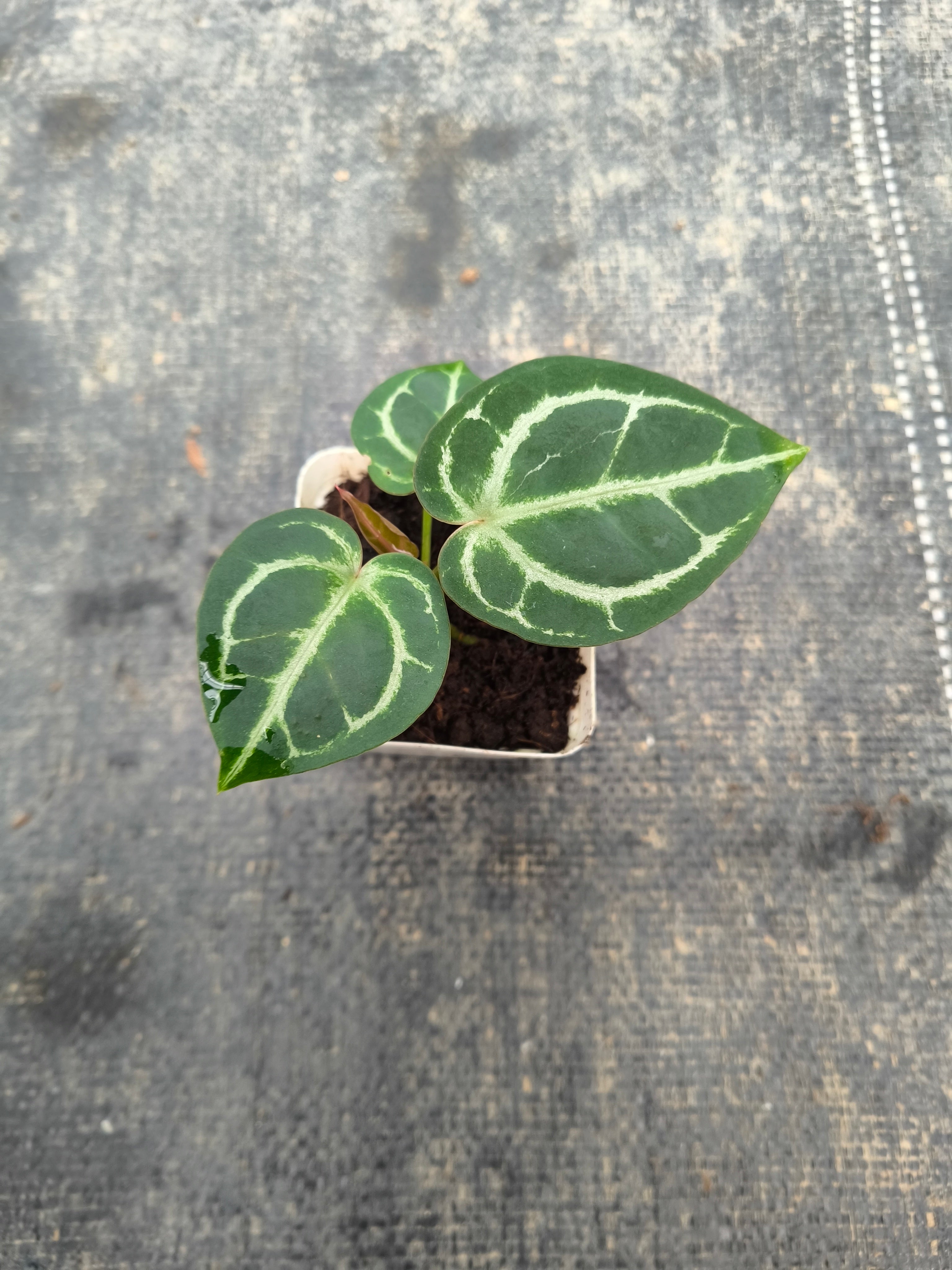 Anthurium 'Dorayaki' hybrid