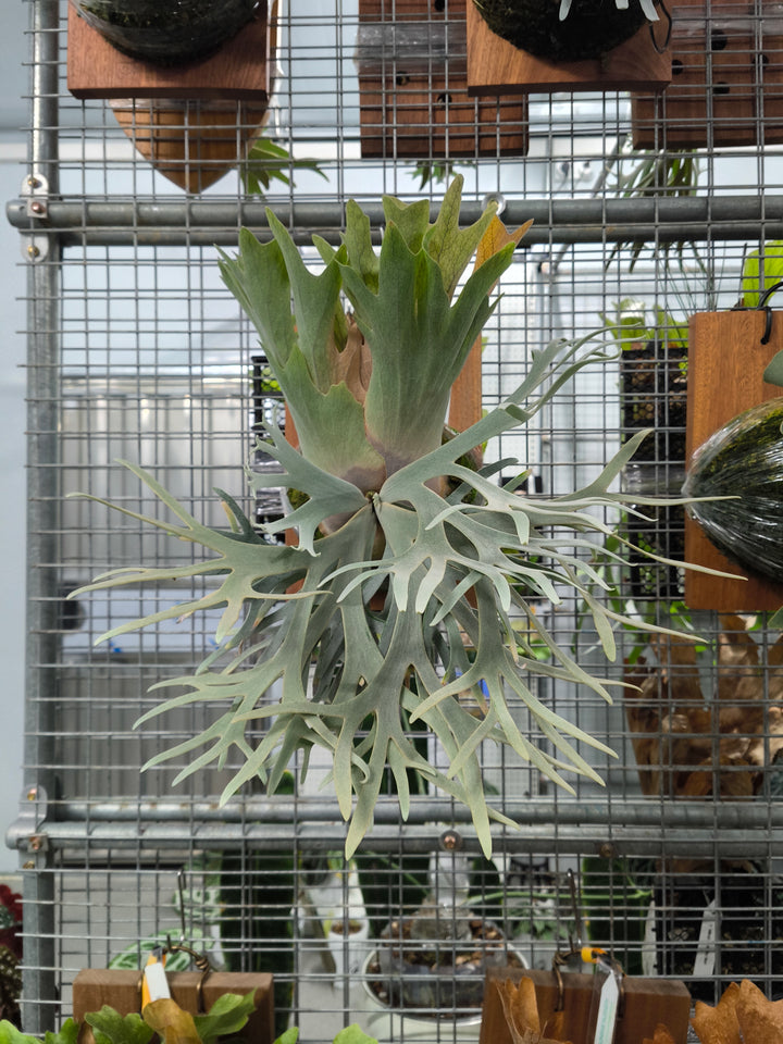 Platycerium Aplus #2 Sporeling Dwarf(Sporeling from TK) - Exact Plant Pictured