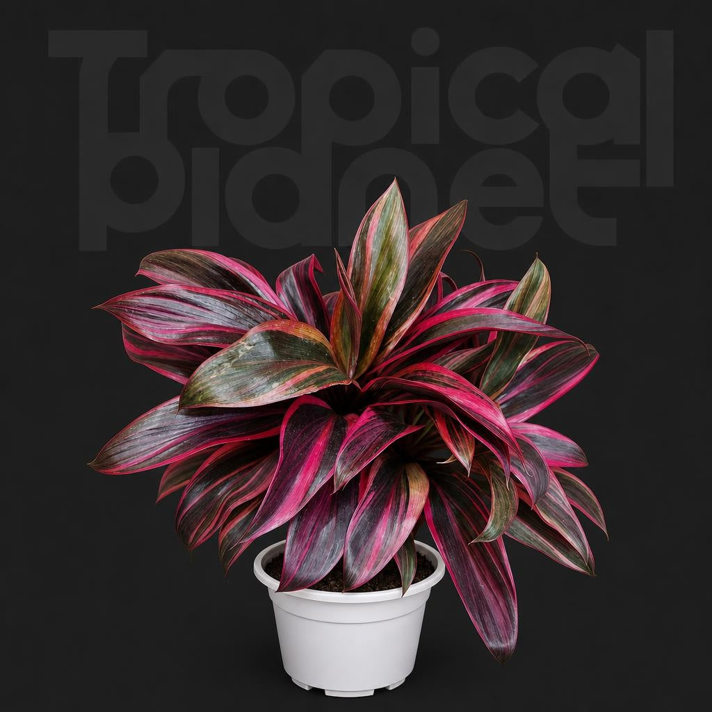 Cordyline Pink Champion