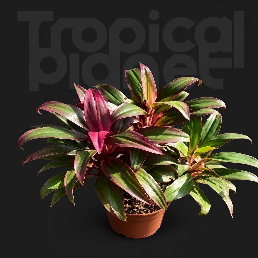 Cordyline Lucky Star