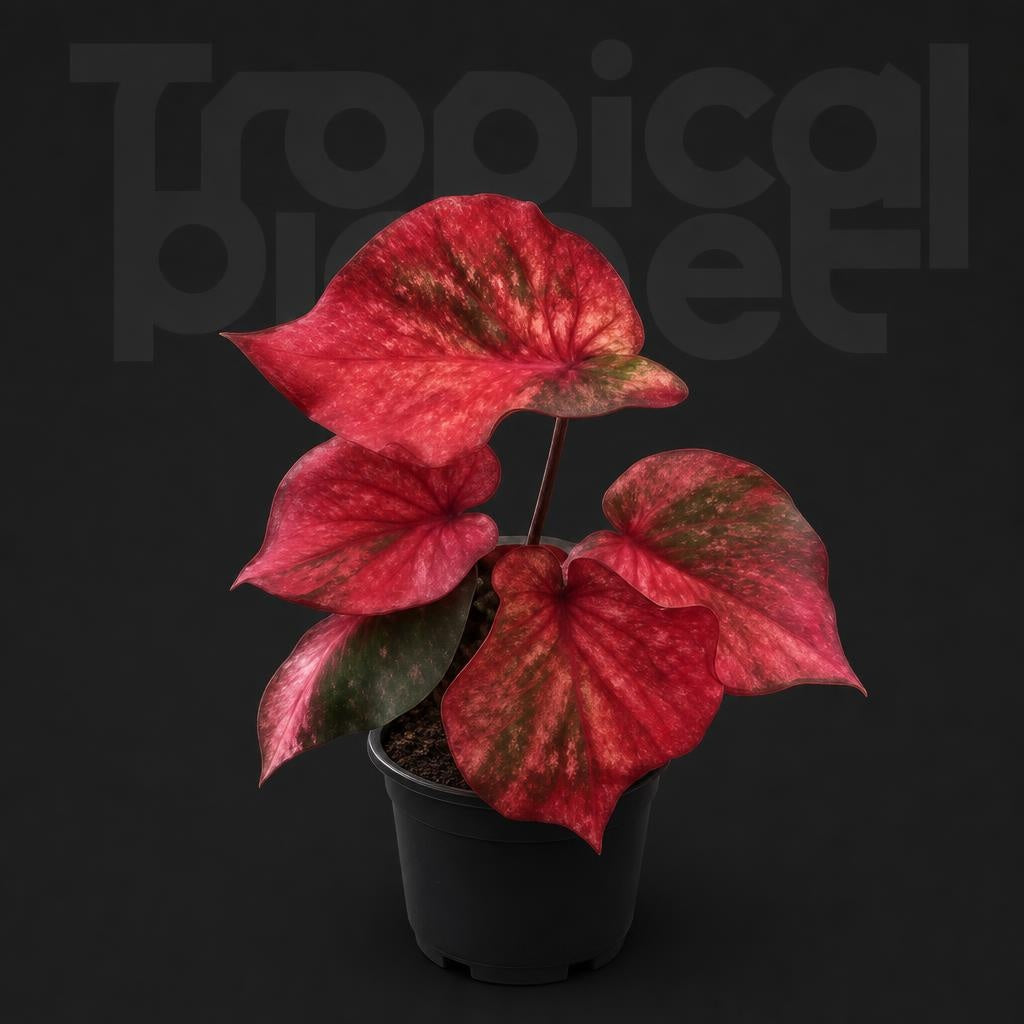 Caladium bicolor 'Red Devil' 240801