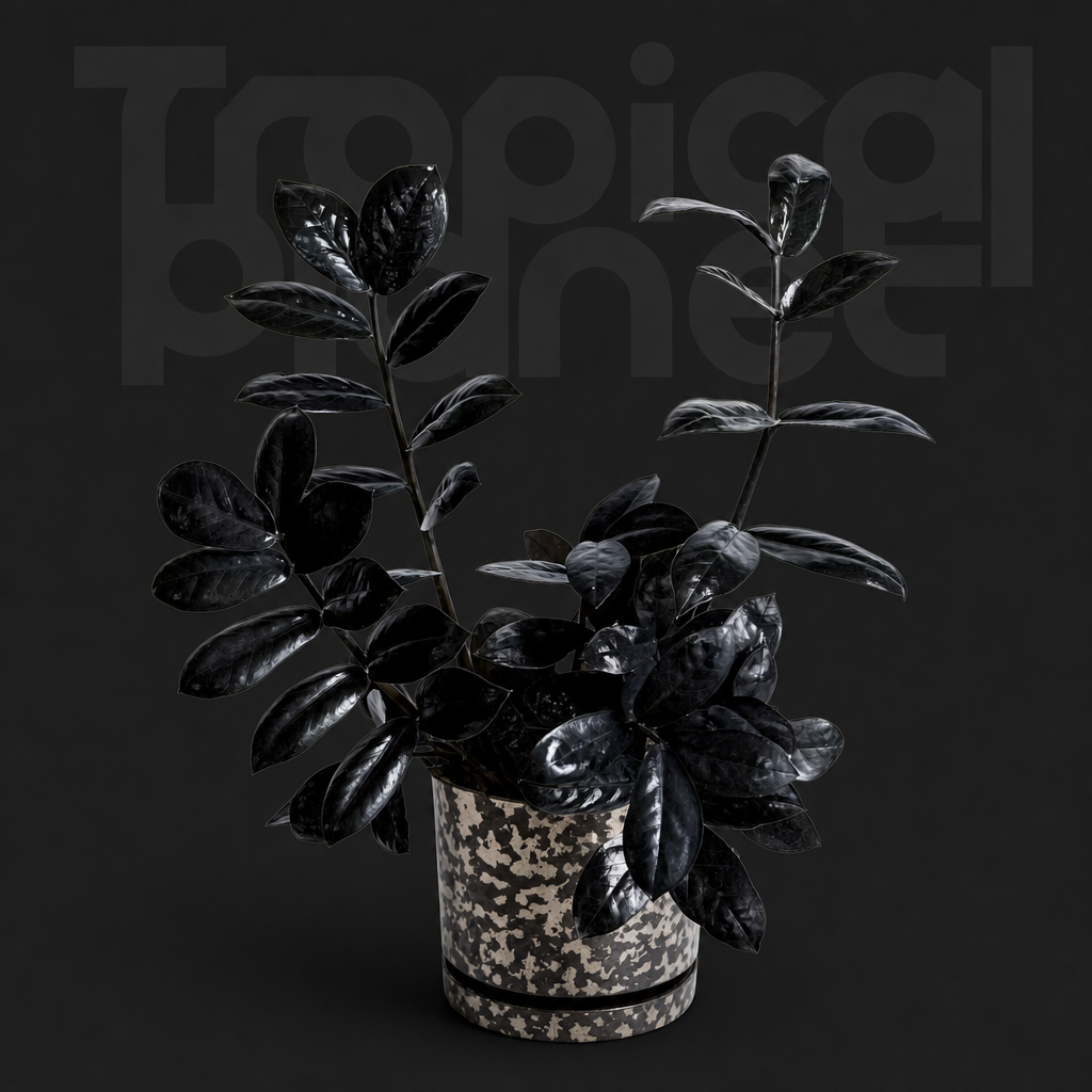 Zamioculcas Zamiifolia Raven