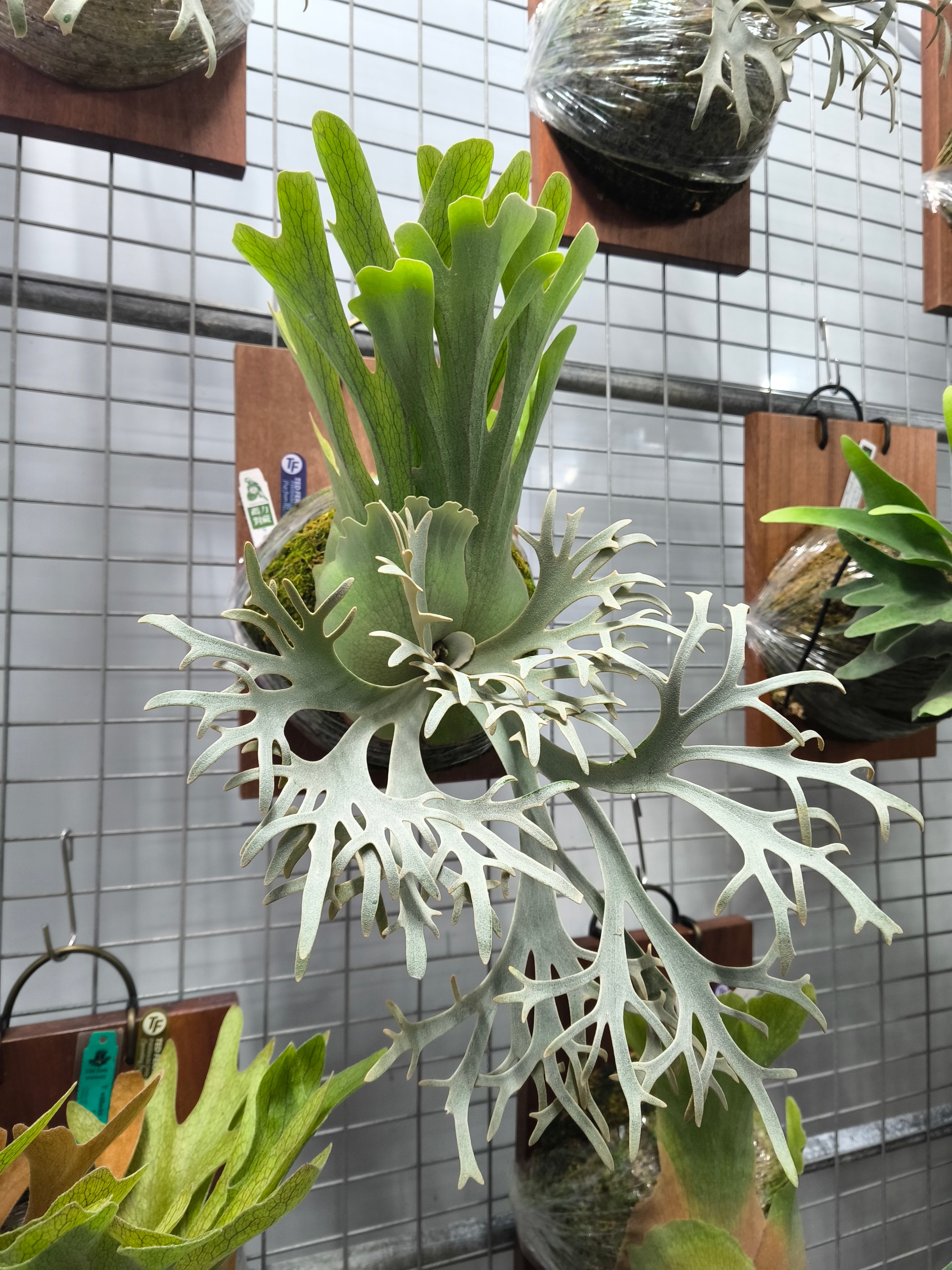 Exact plant pictured for this Platycerium retail listing