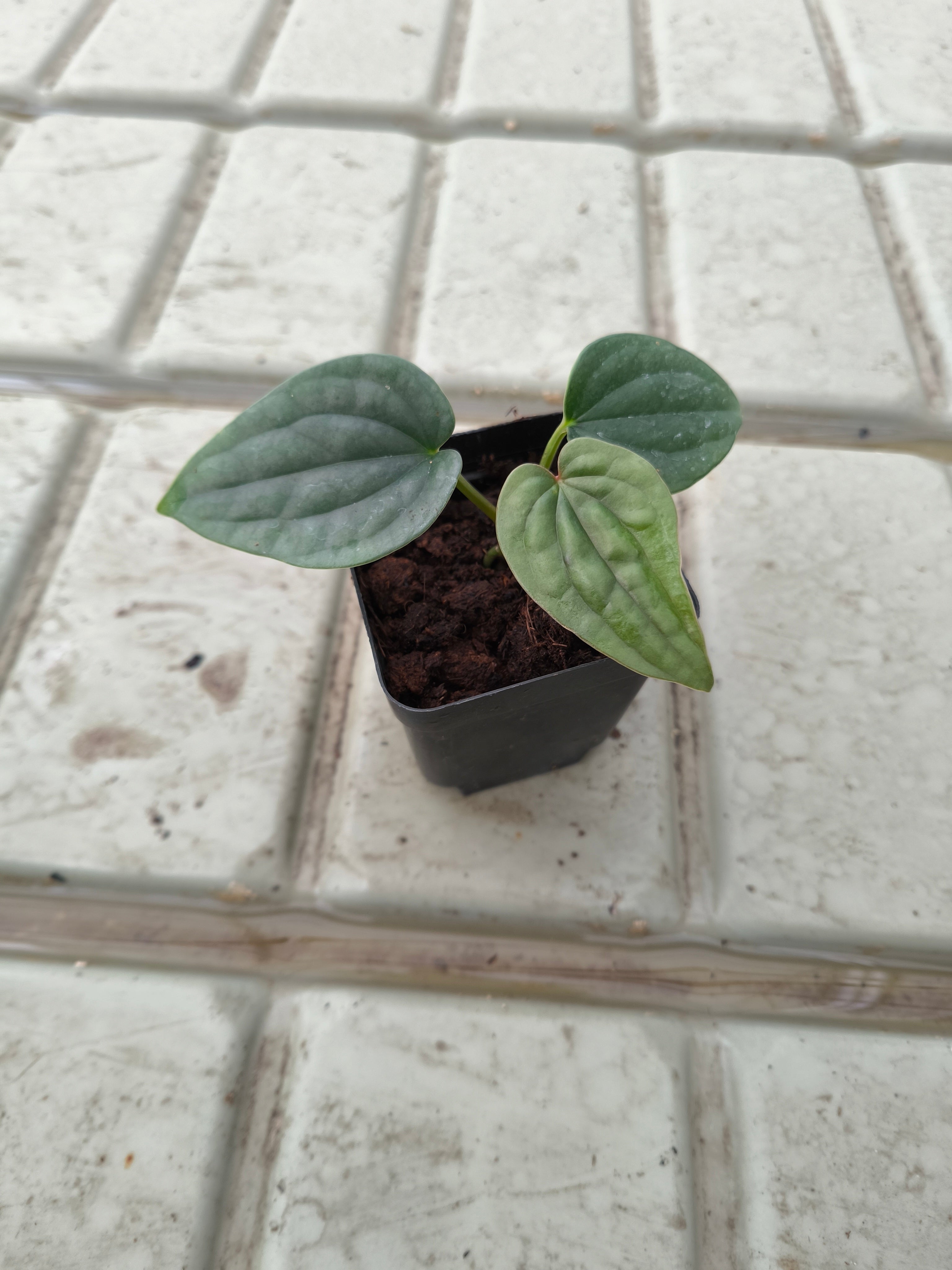 Anthurium luxurians