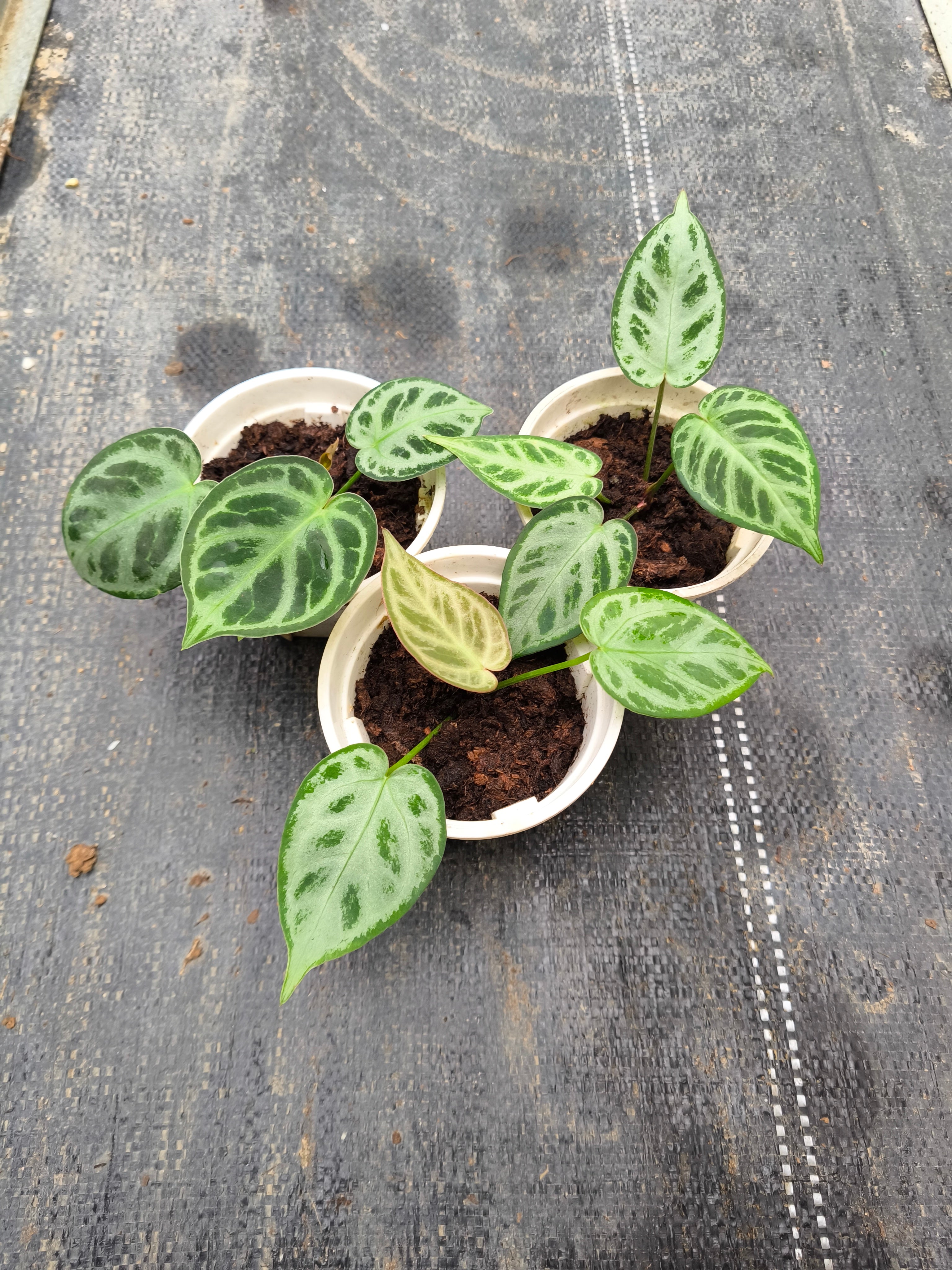 Anthurium 'Dorayaki'