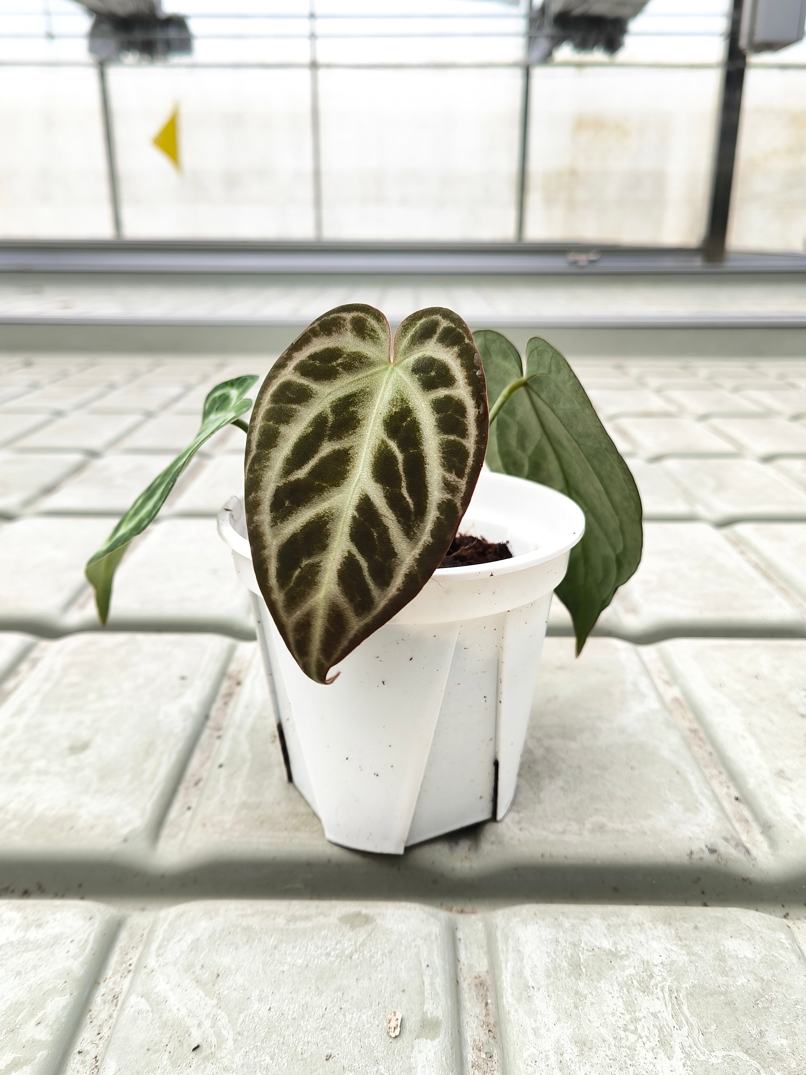 Anthurium 'Silver Lingerie' × Anthurium 'SKG Silver'
