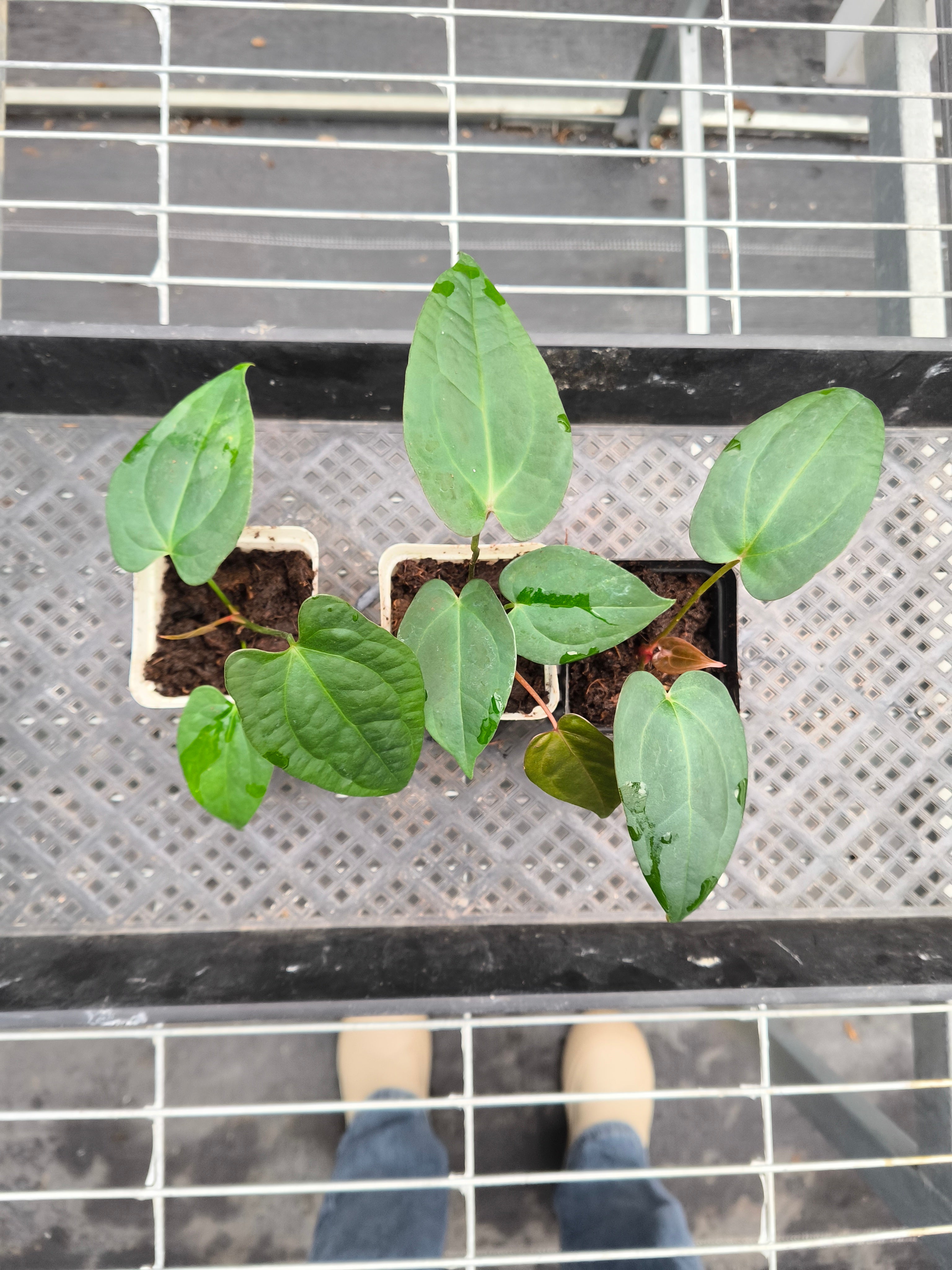Anthurium 'Dark Phoenix'bybrid
