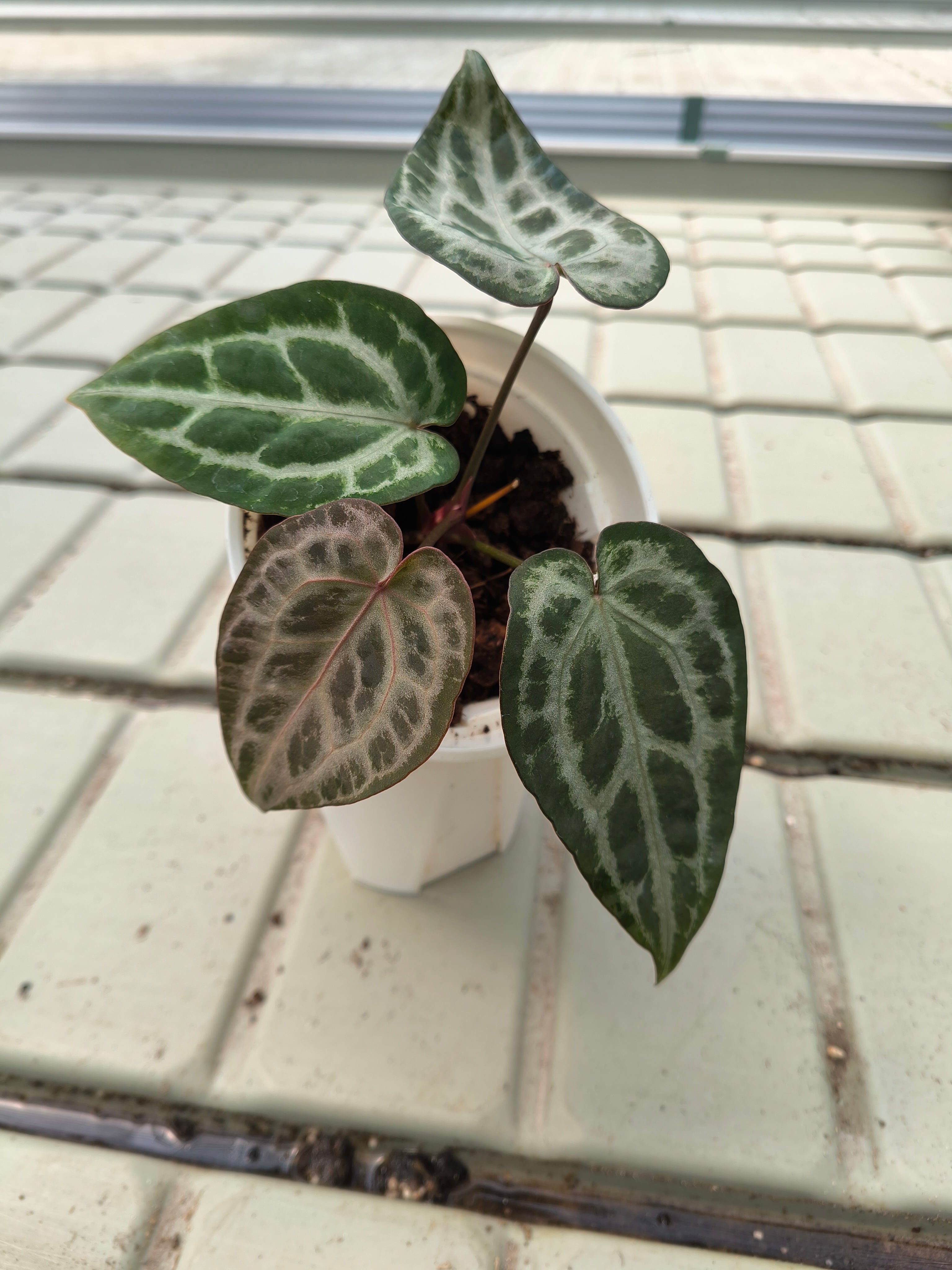 Anthurium 'Grey Diffuse' × Anthurium 'Silver Mist Forest'