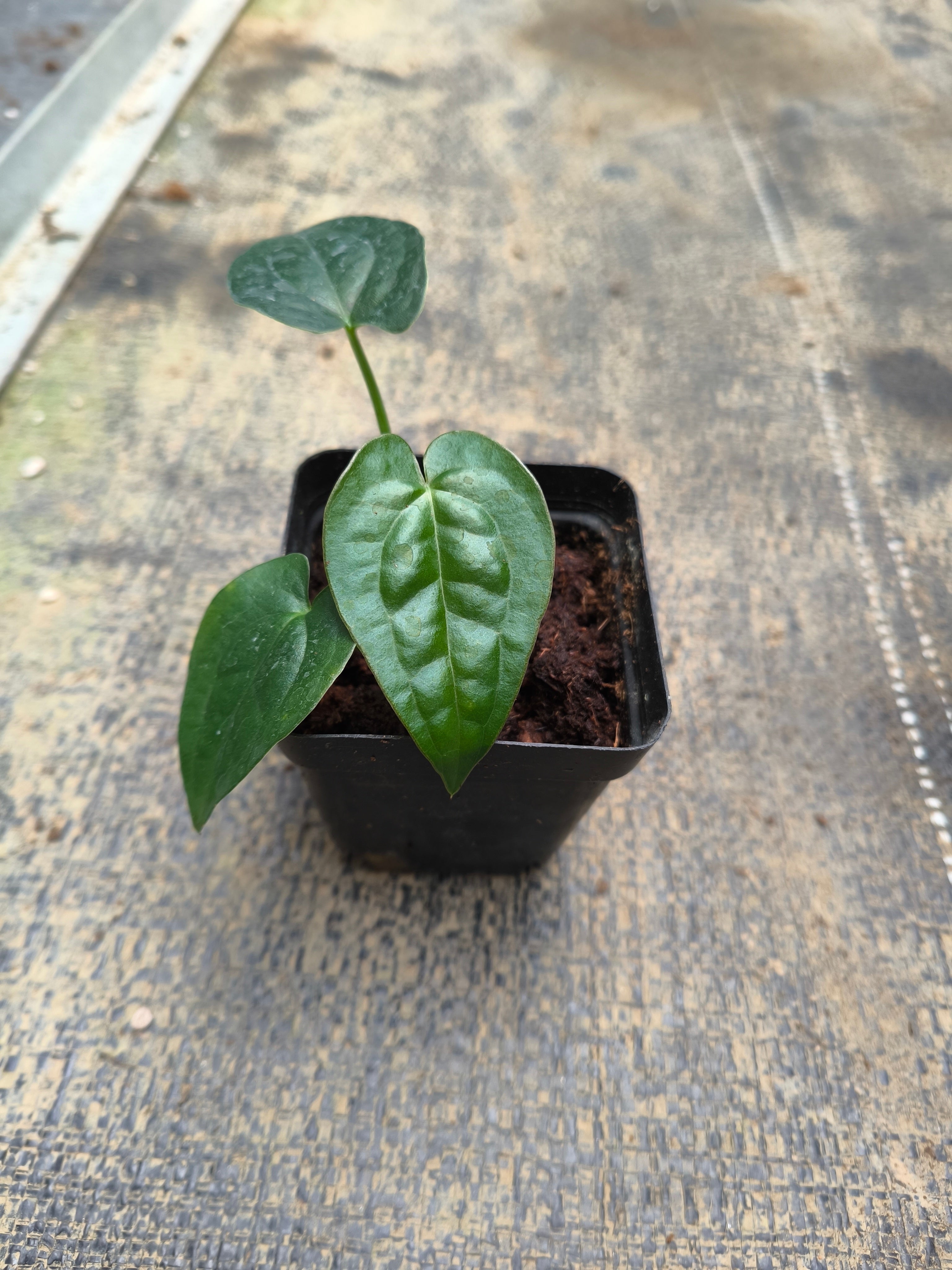 Anthurium forgetii × Anthurium luxurians