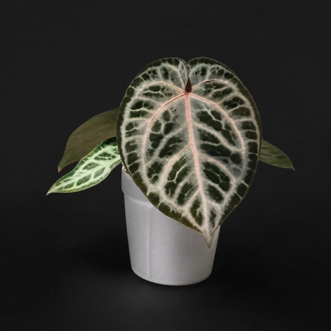 Anthurium Red Crystallinum - Michelle