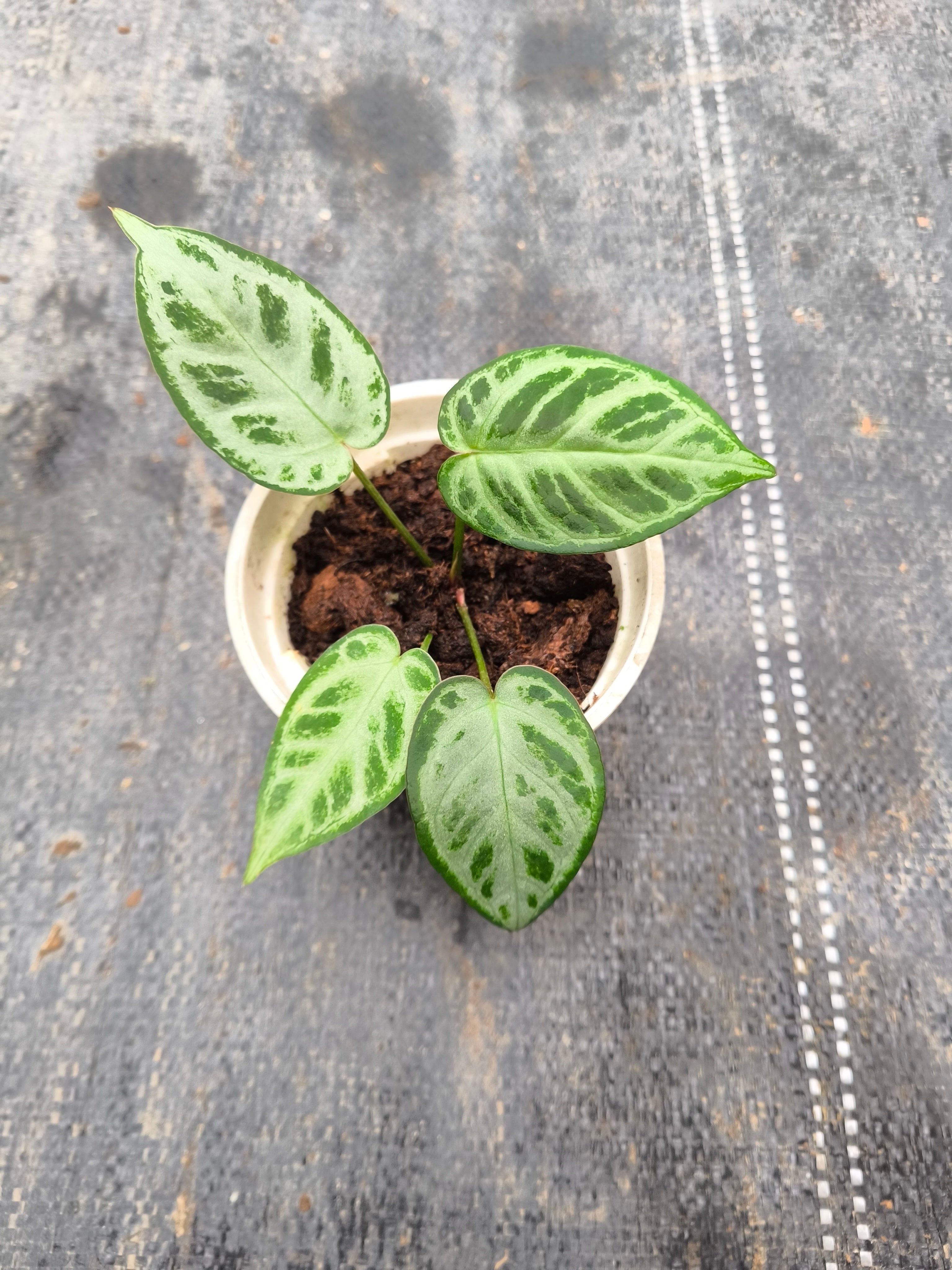 Anthurium 'Dorayaki'