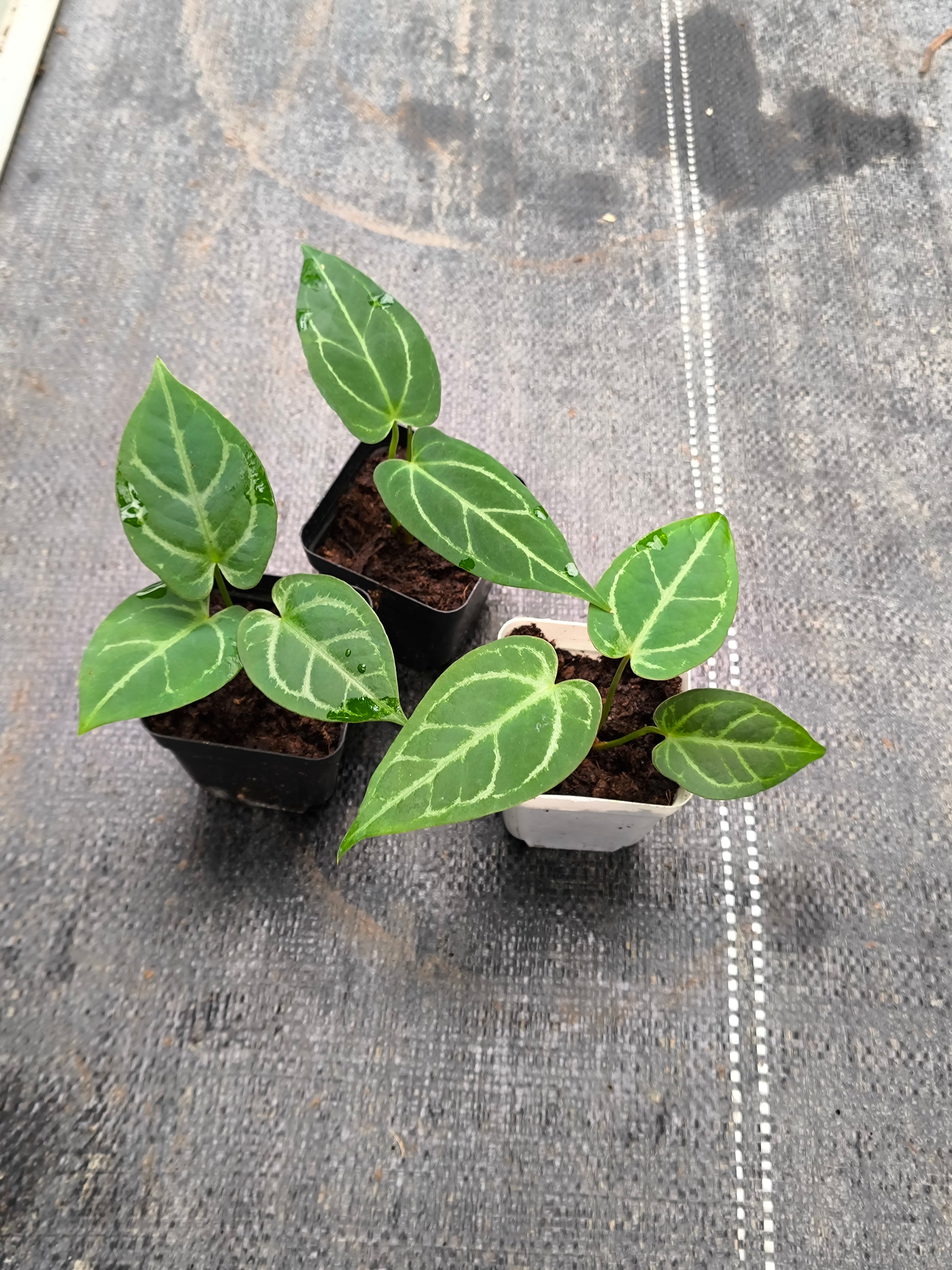 Anthurium crystallinum hybrid