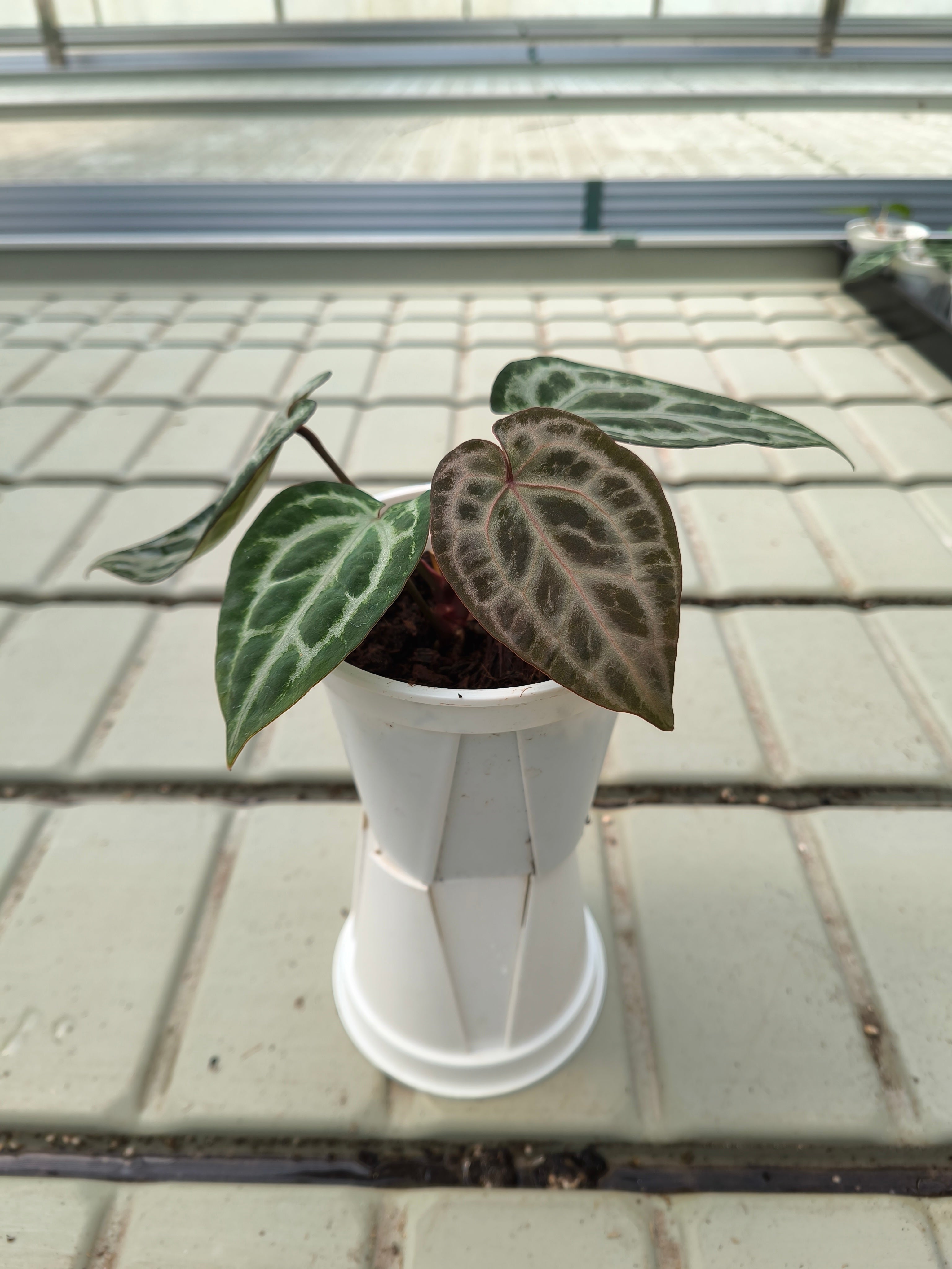Anthurium 'Grey Diffuse' × Anthurium 'Silver Mist Forest'