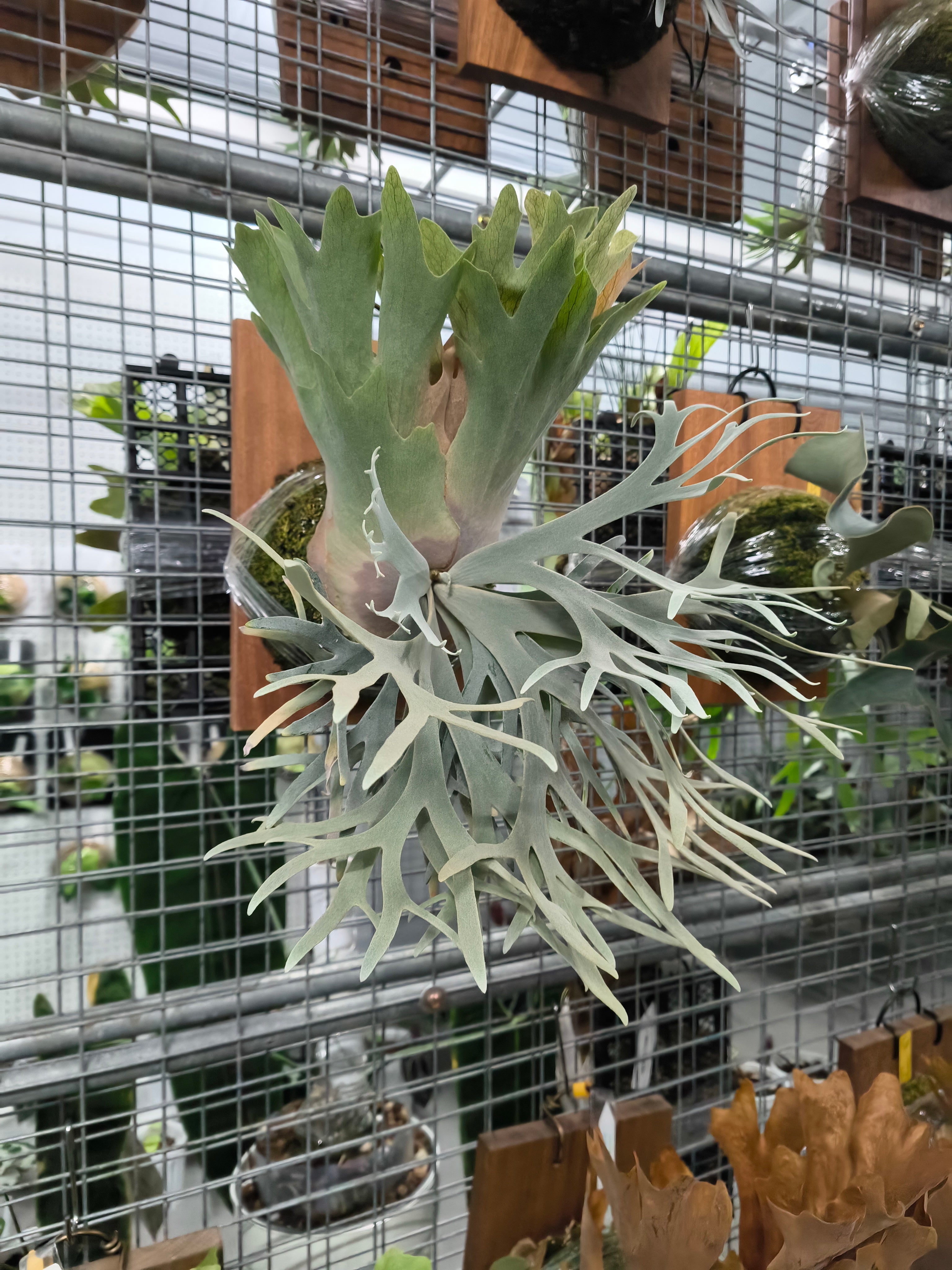 Exact plant pictured for this Platycerium retail listing