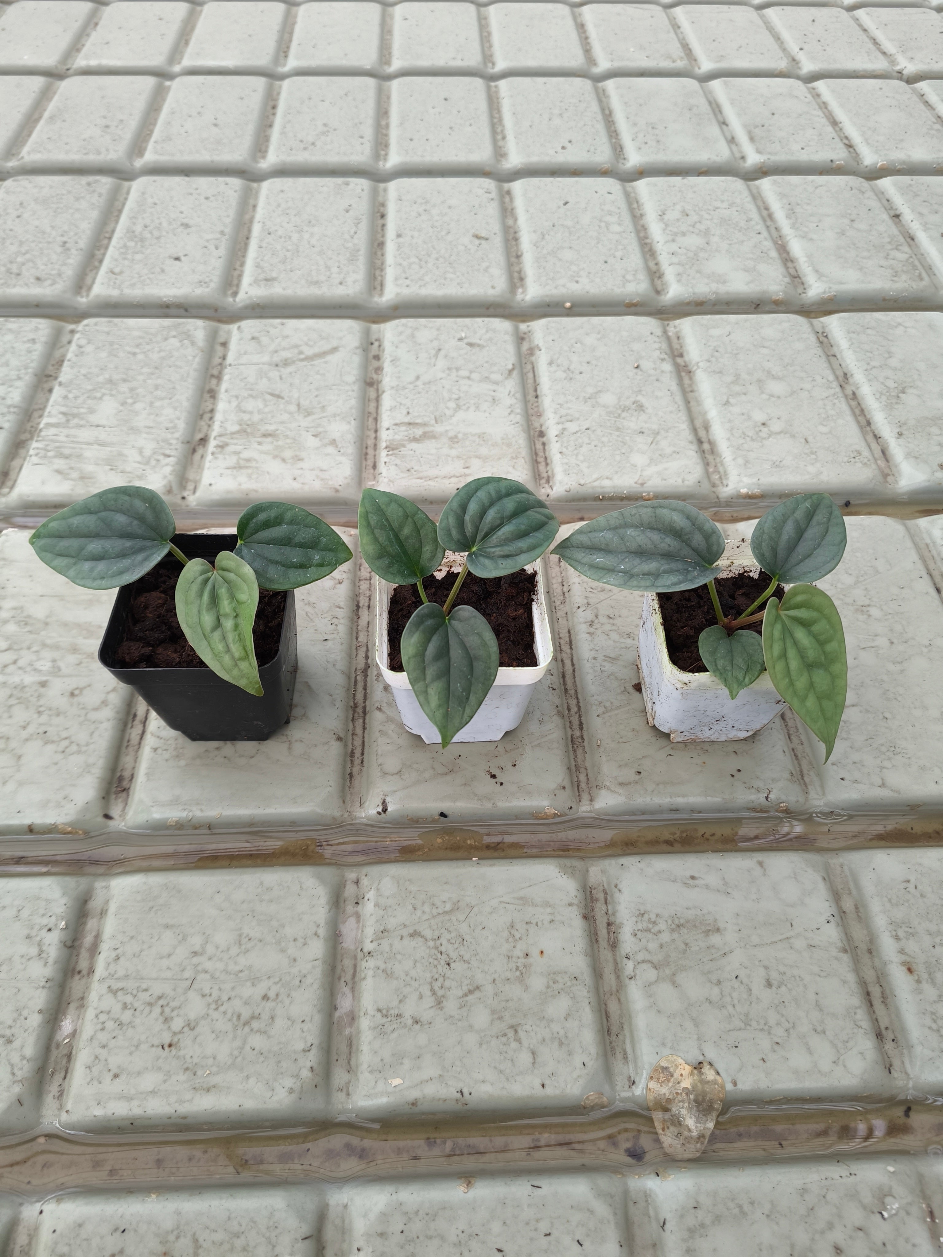 Anthurium luxurians