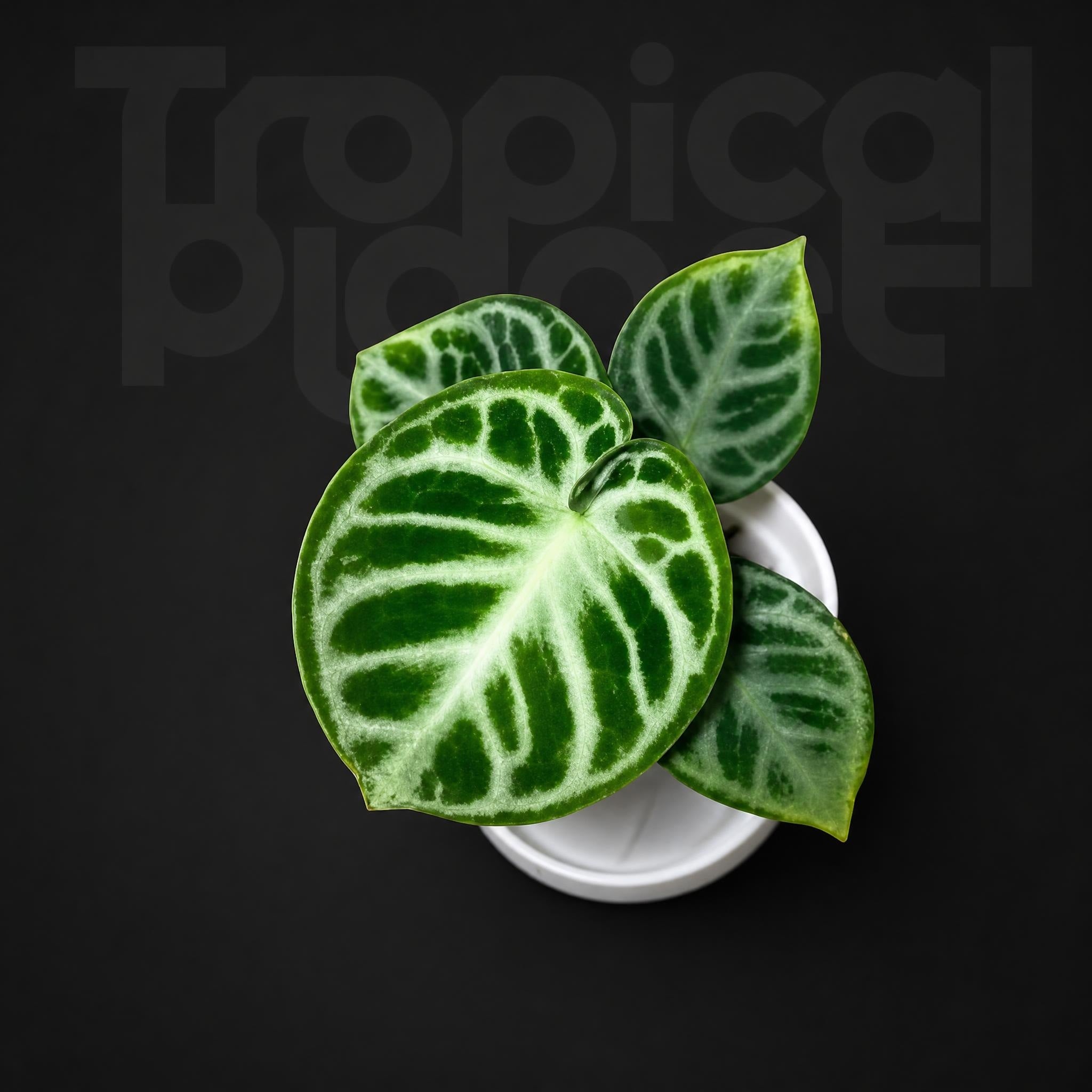 Anthurium Dorayaki - Type 2