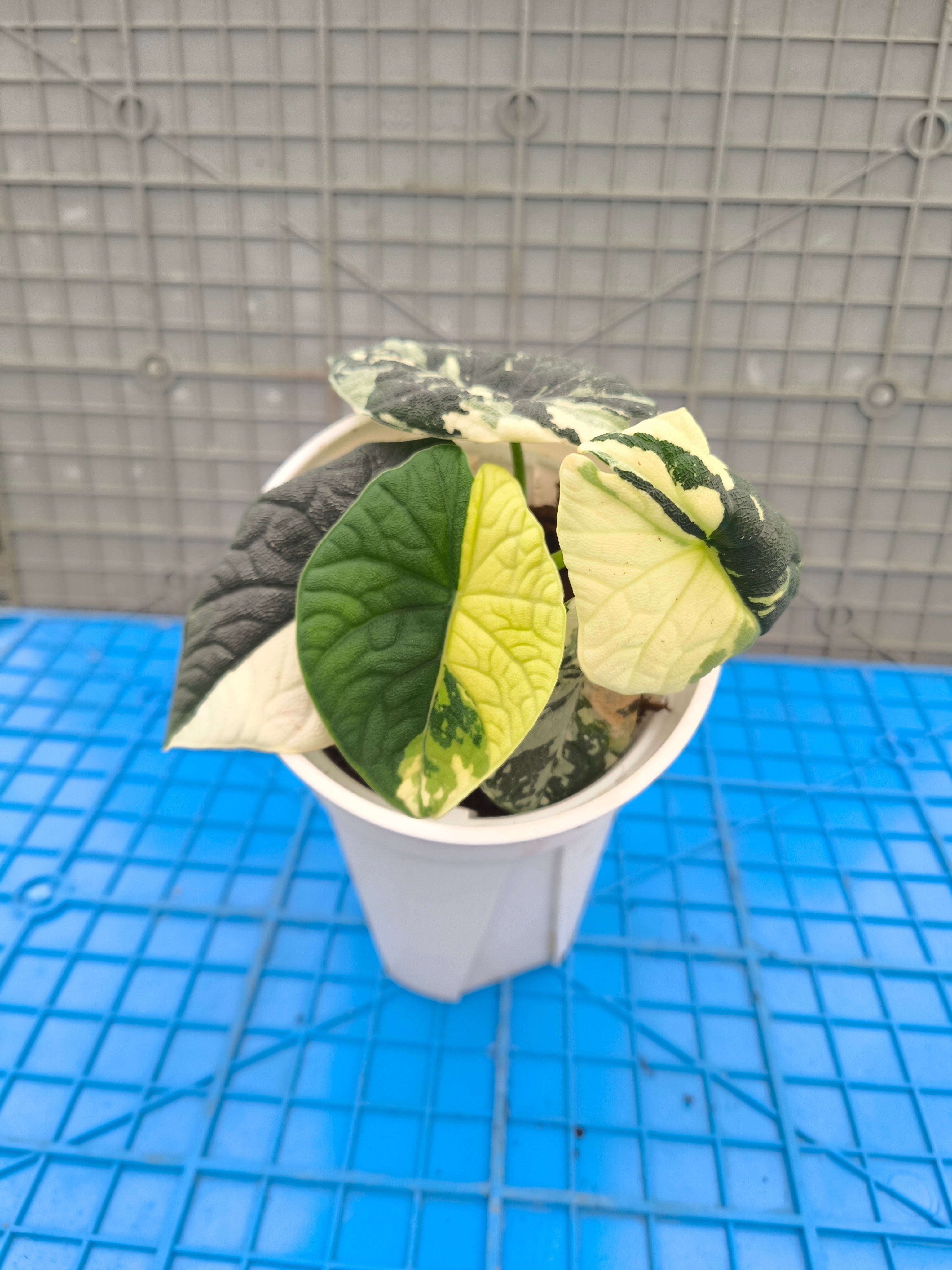 Alocasia melo 'Albo' Variegated