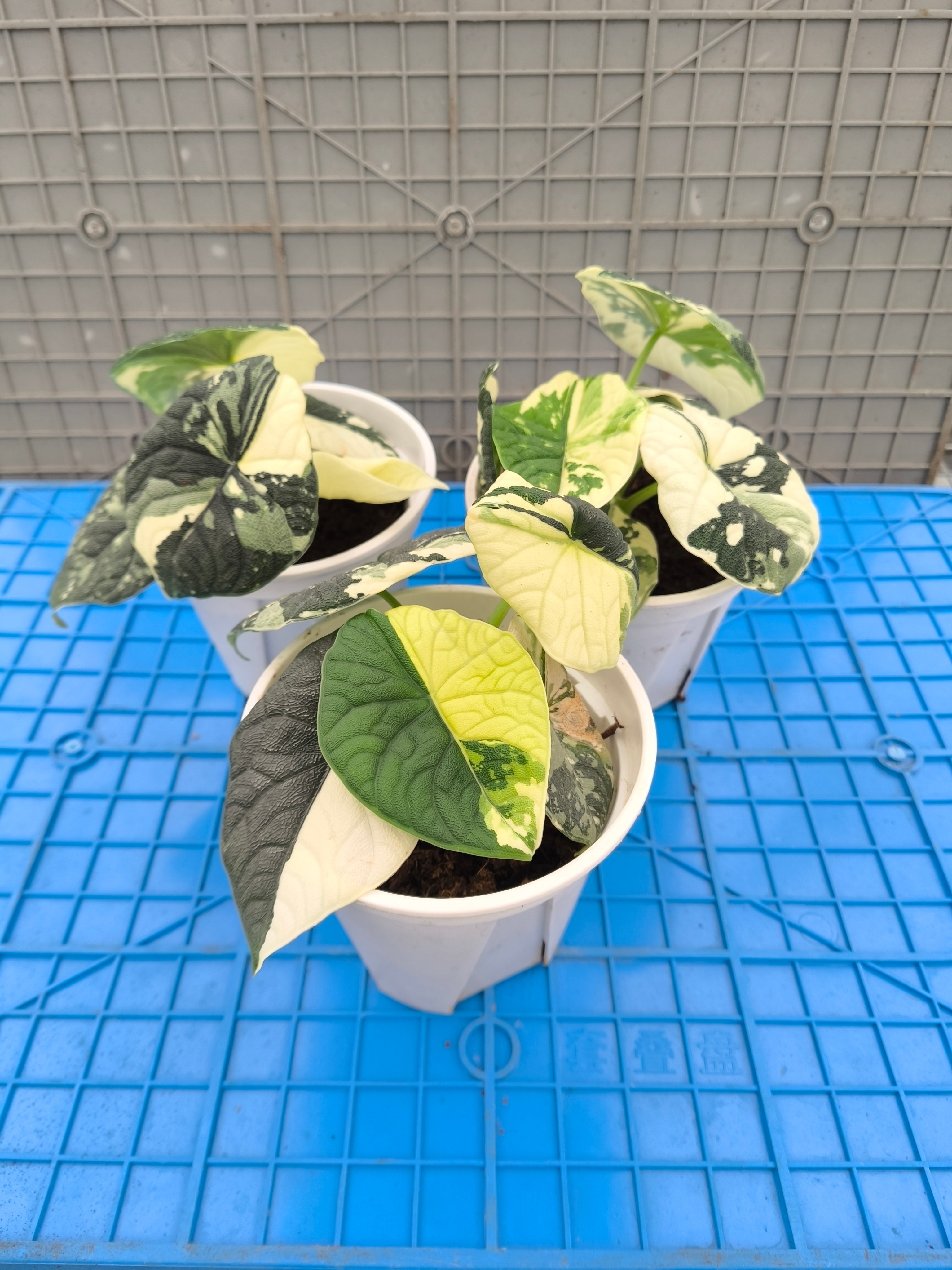 Alocasia melo 'Albo' Variegated