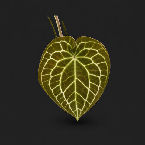 Anthurium Crystallinum - South American Form