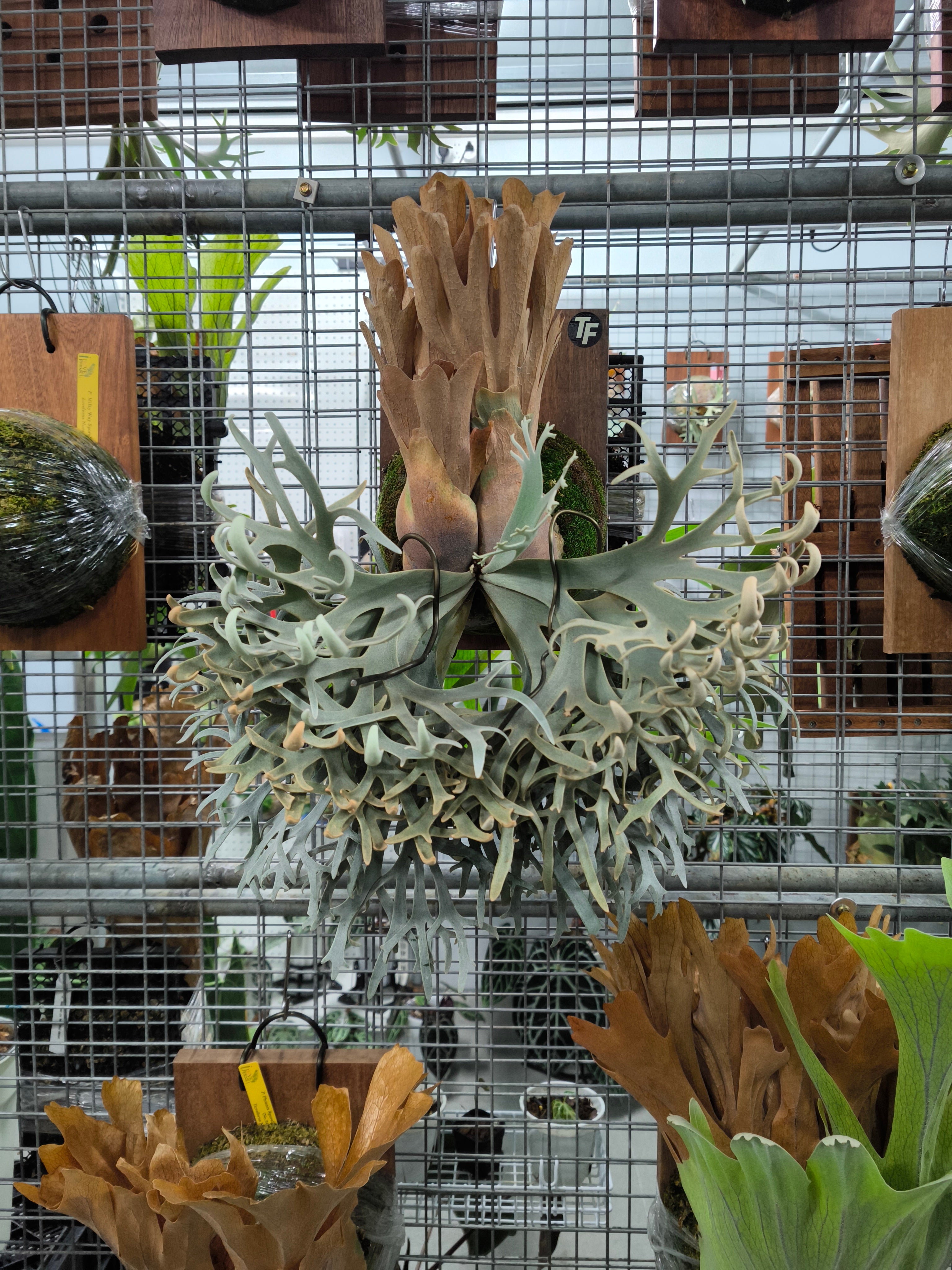 Exact plant pictured for this Platycerium retail listing
