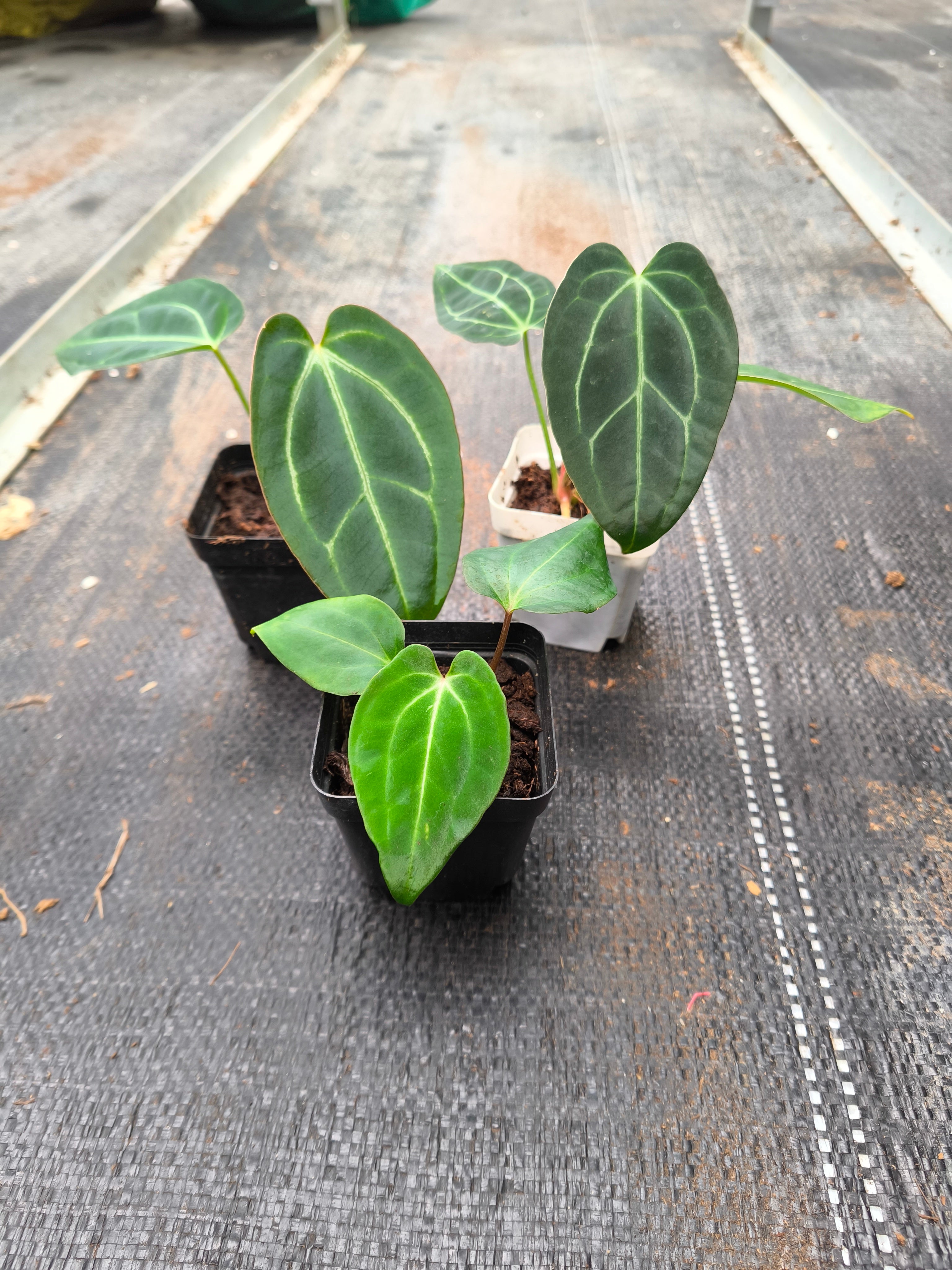 Anthurium besseae