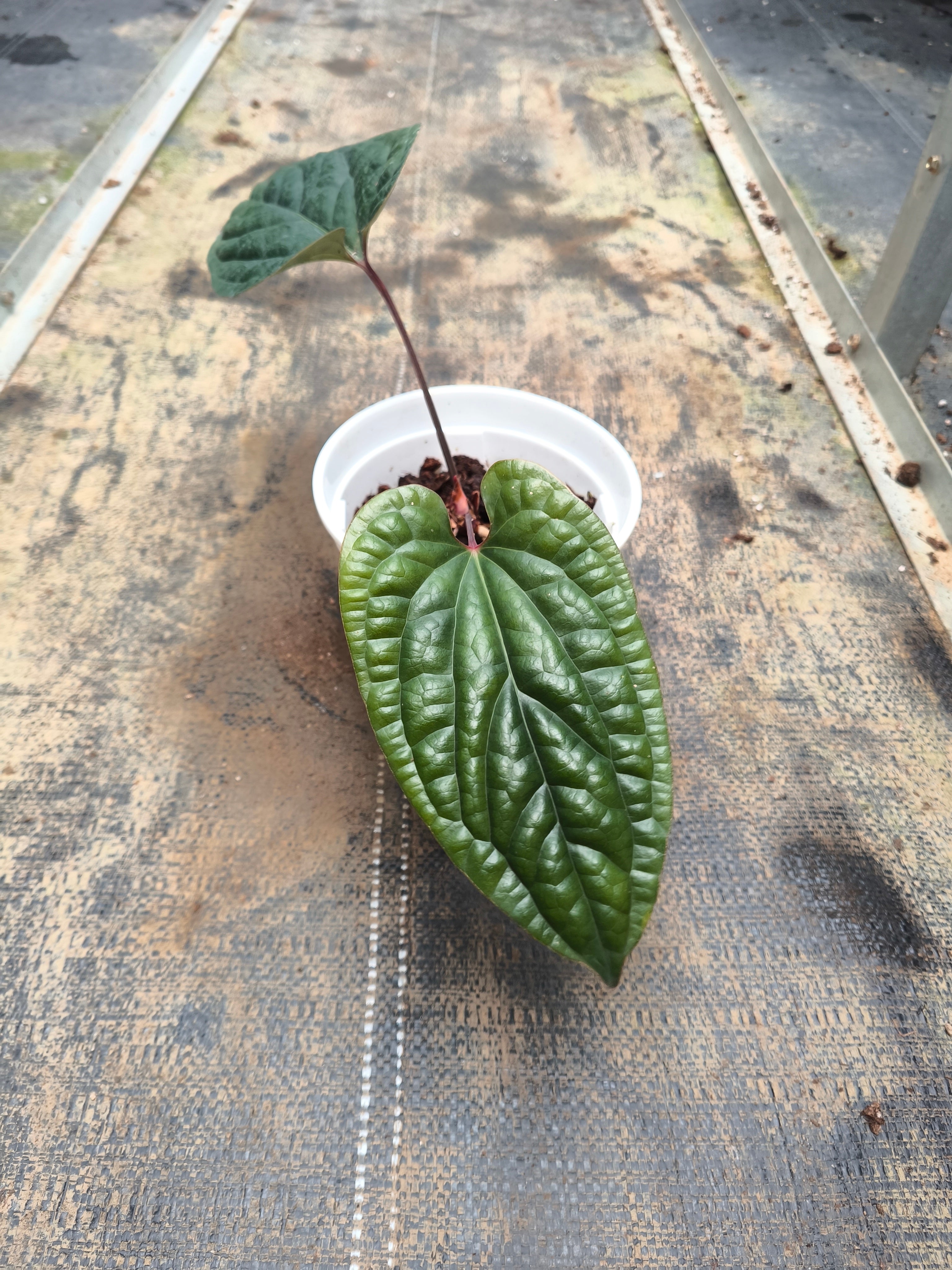 Anthurium regale × Anthurium luxurians