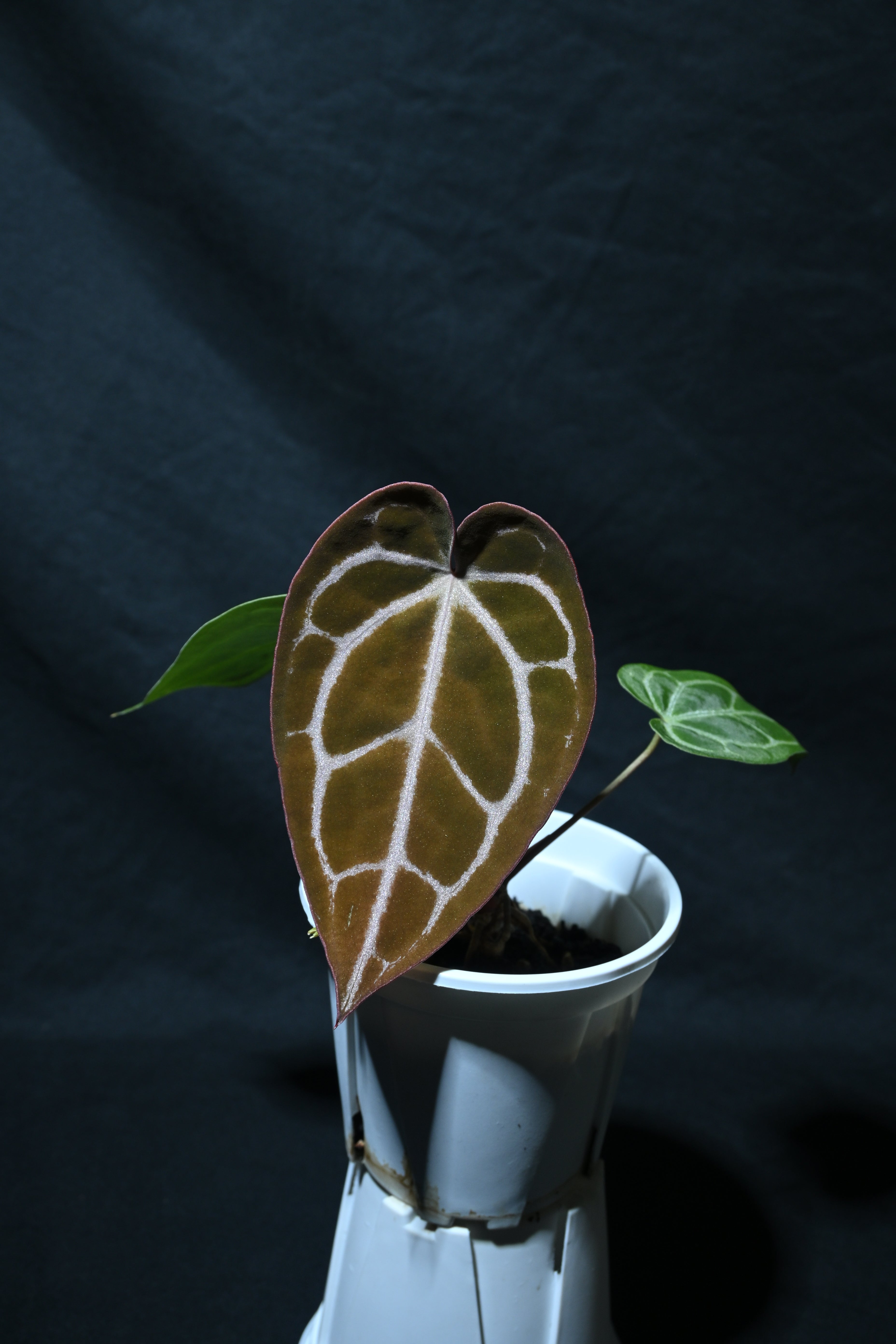 Black crystallinum x Skg silver