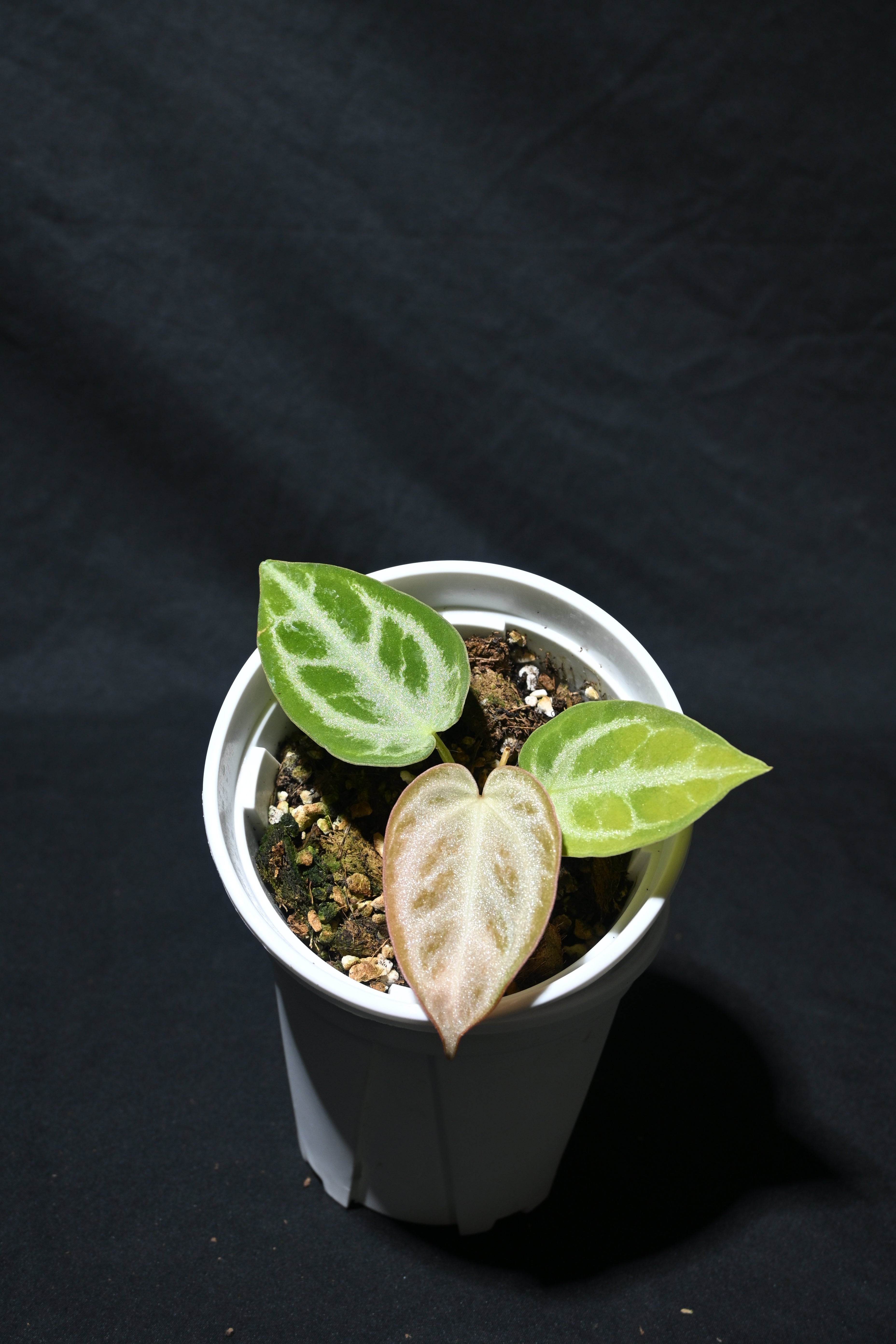 Silver blush No.1 x Crystallinum No.1