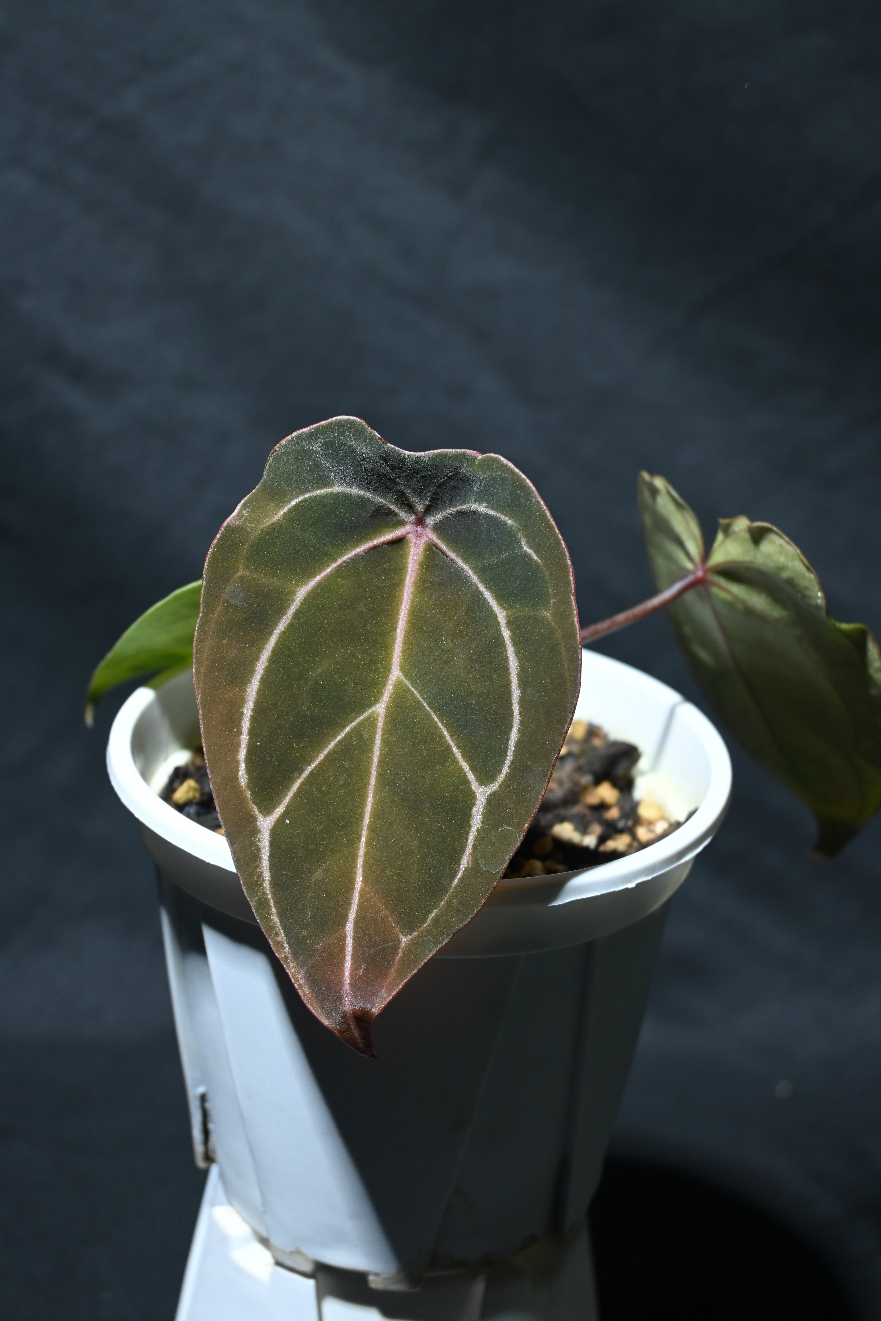 Papi ＇Hulk＇ x Red of java