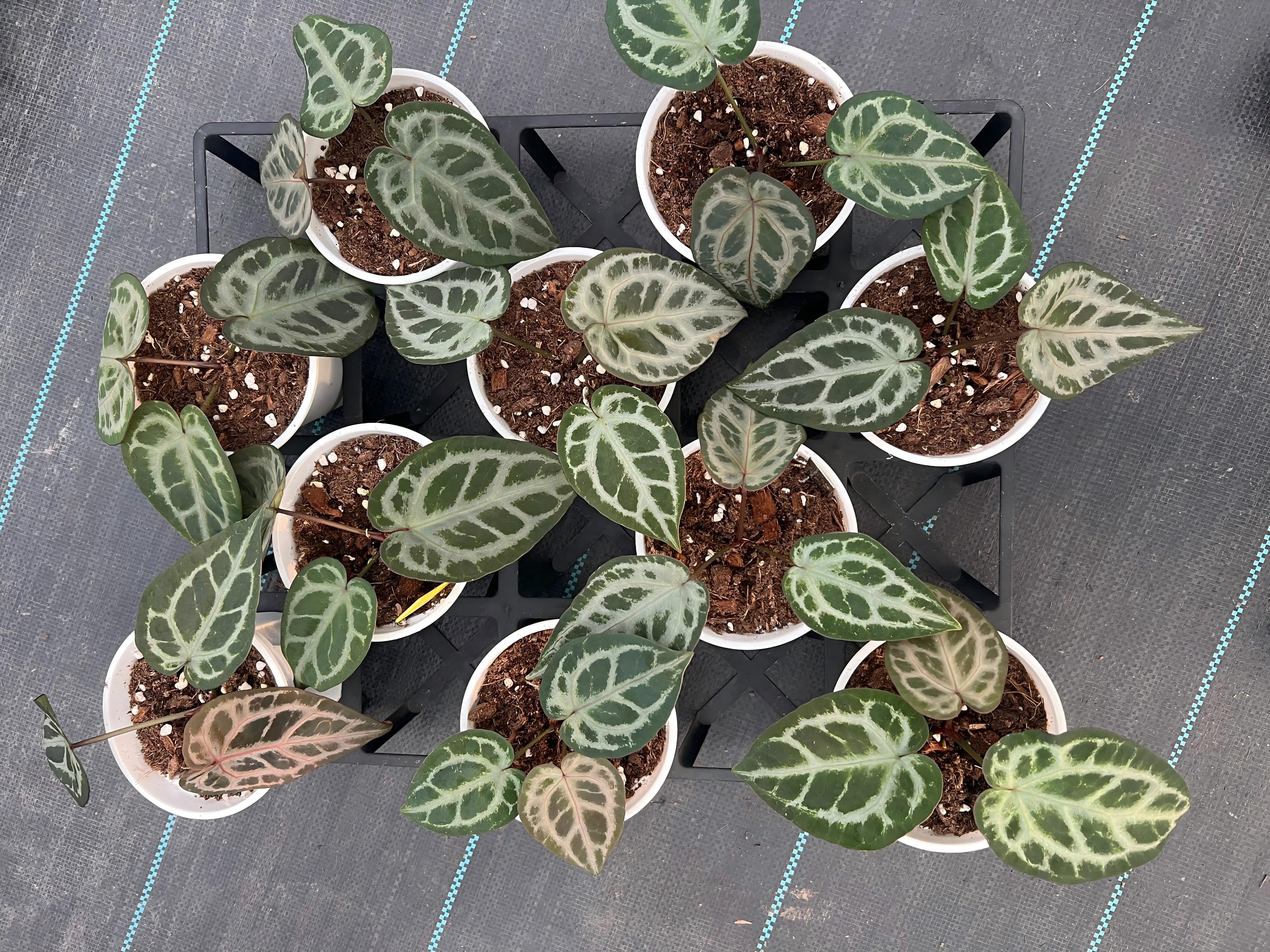 Anthurium 'Grey Diffuse' × Anthurium 'Silver Mist Forest'