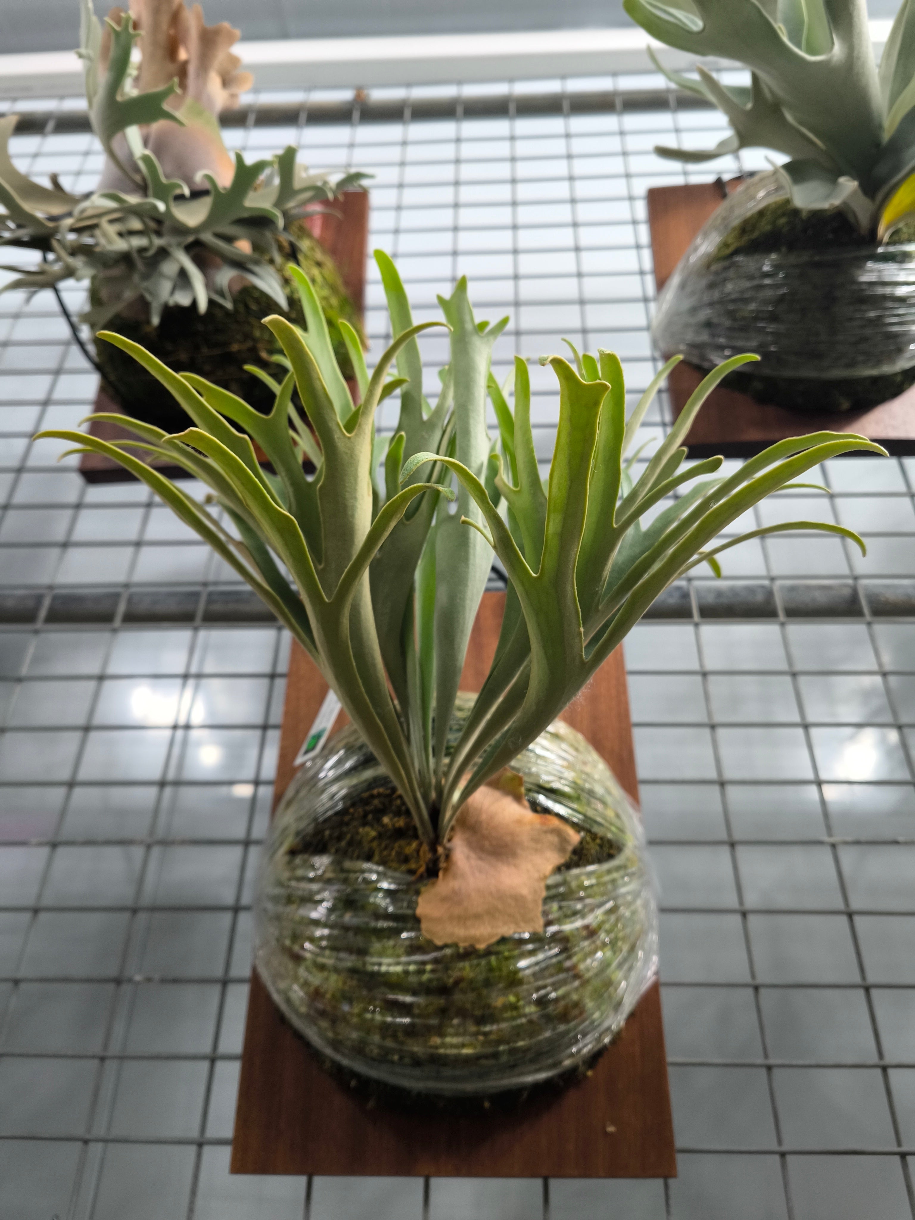 Exact plant pictured for this Platycerium retail listing