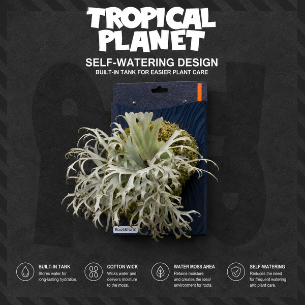 Tropical Mounting Board with Built-in Water Tank