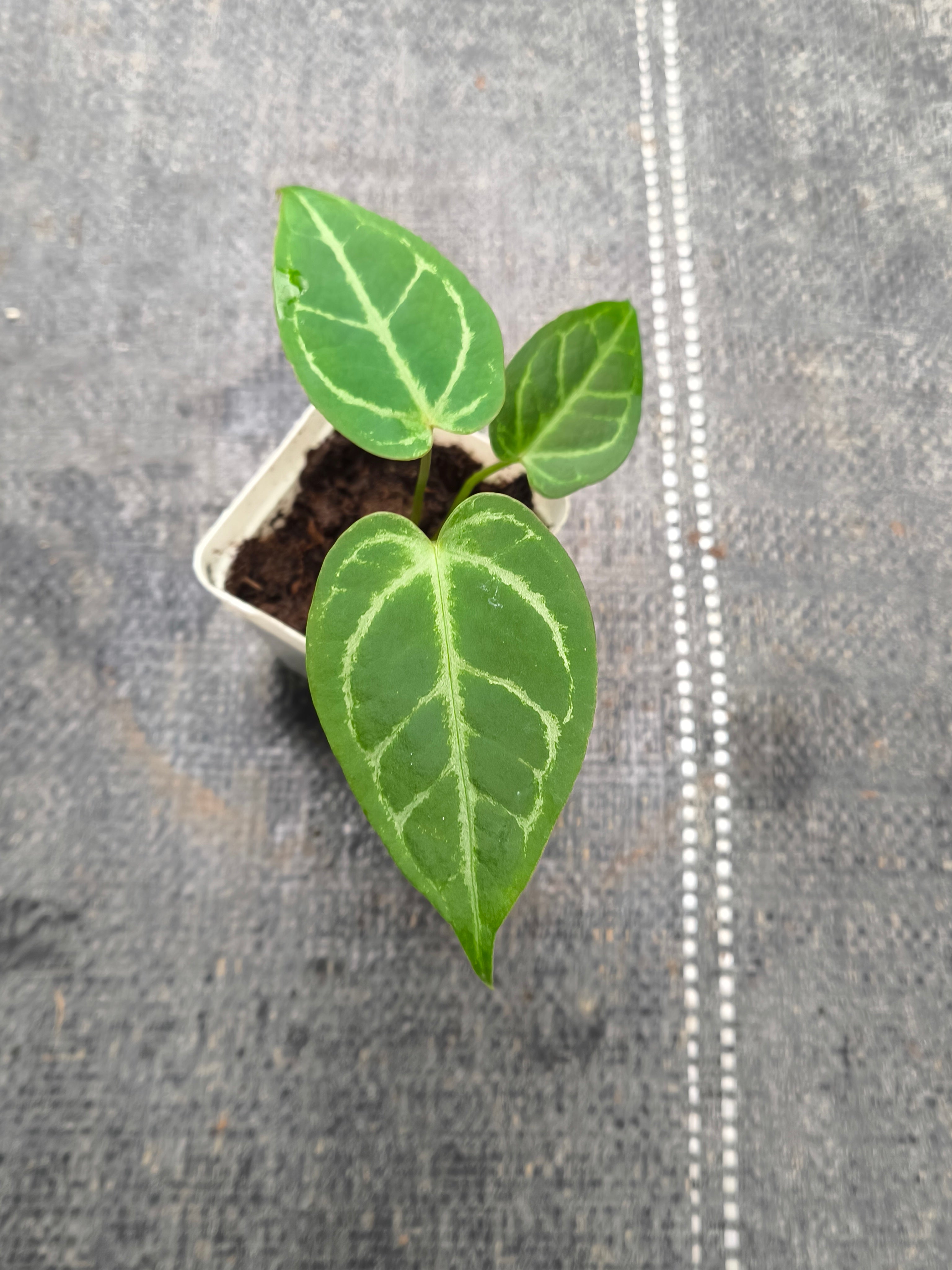 Anthurium crystallinum hybrid