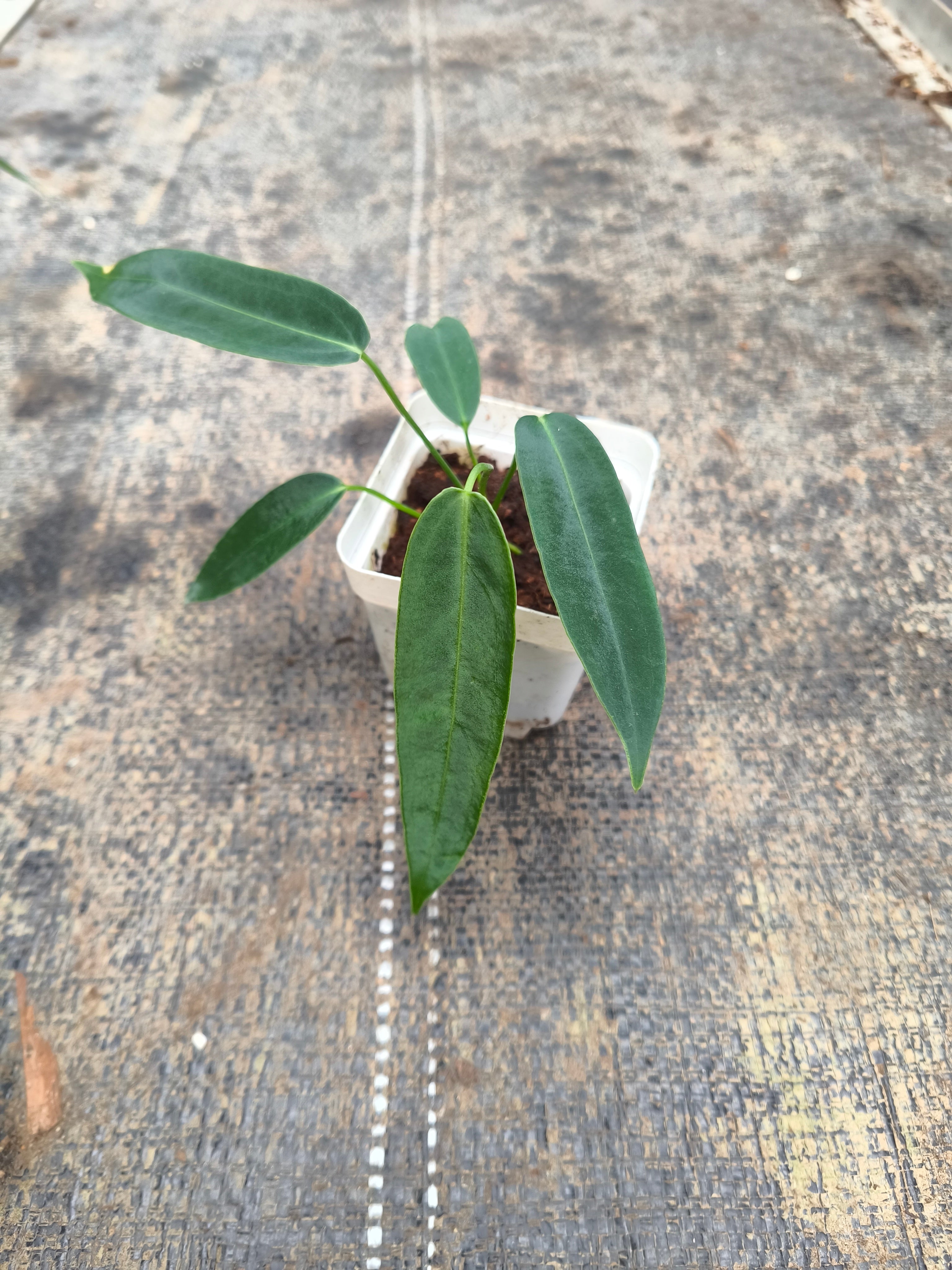 Anthurium warocqueanum 'Esmeralda' × warocqueanum