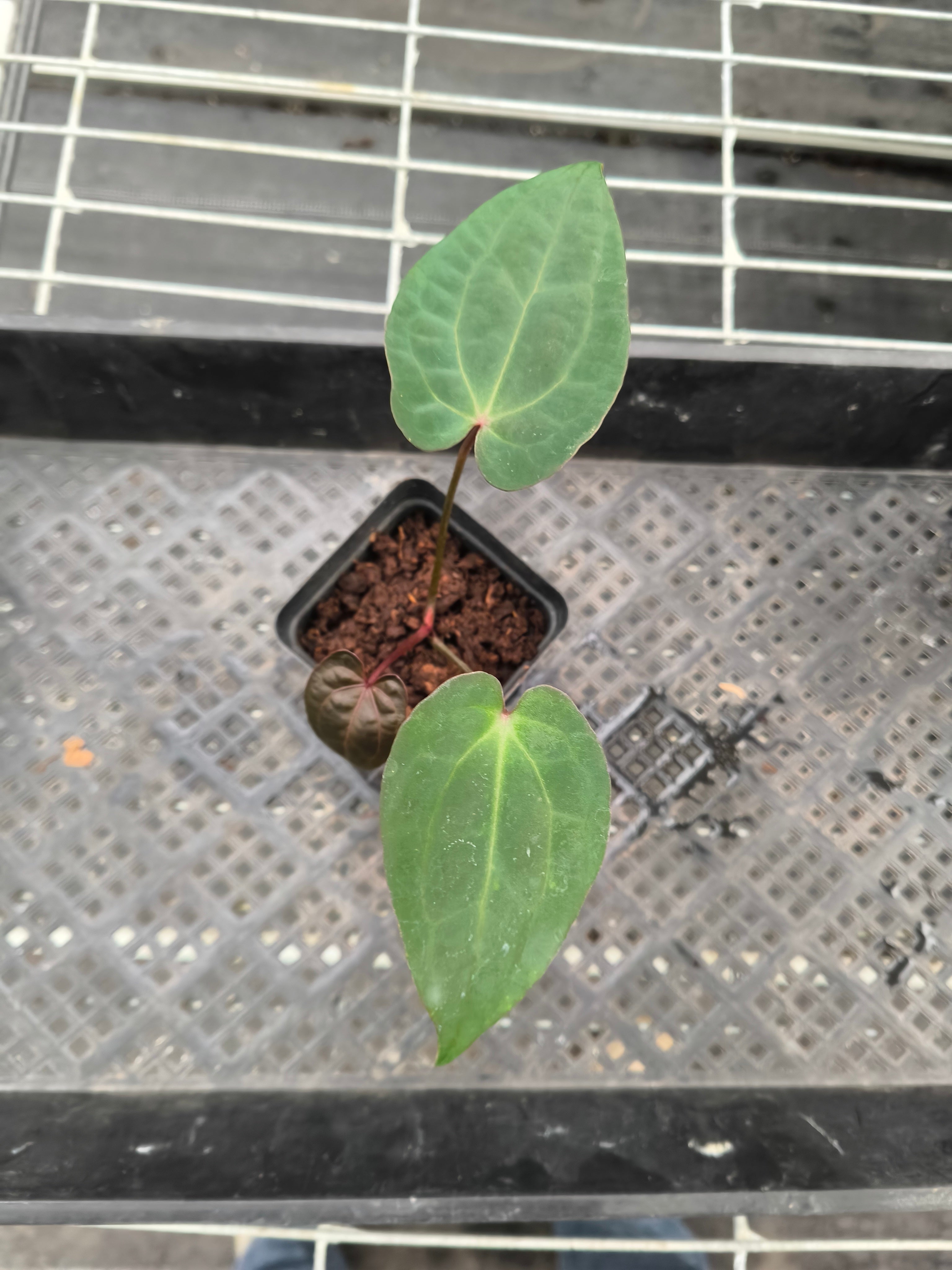 Anthurium 'Red Crystallinum' ×  'Dark Phoenix'