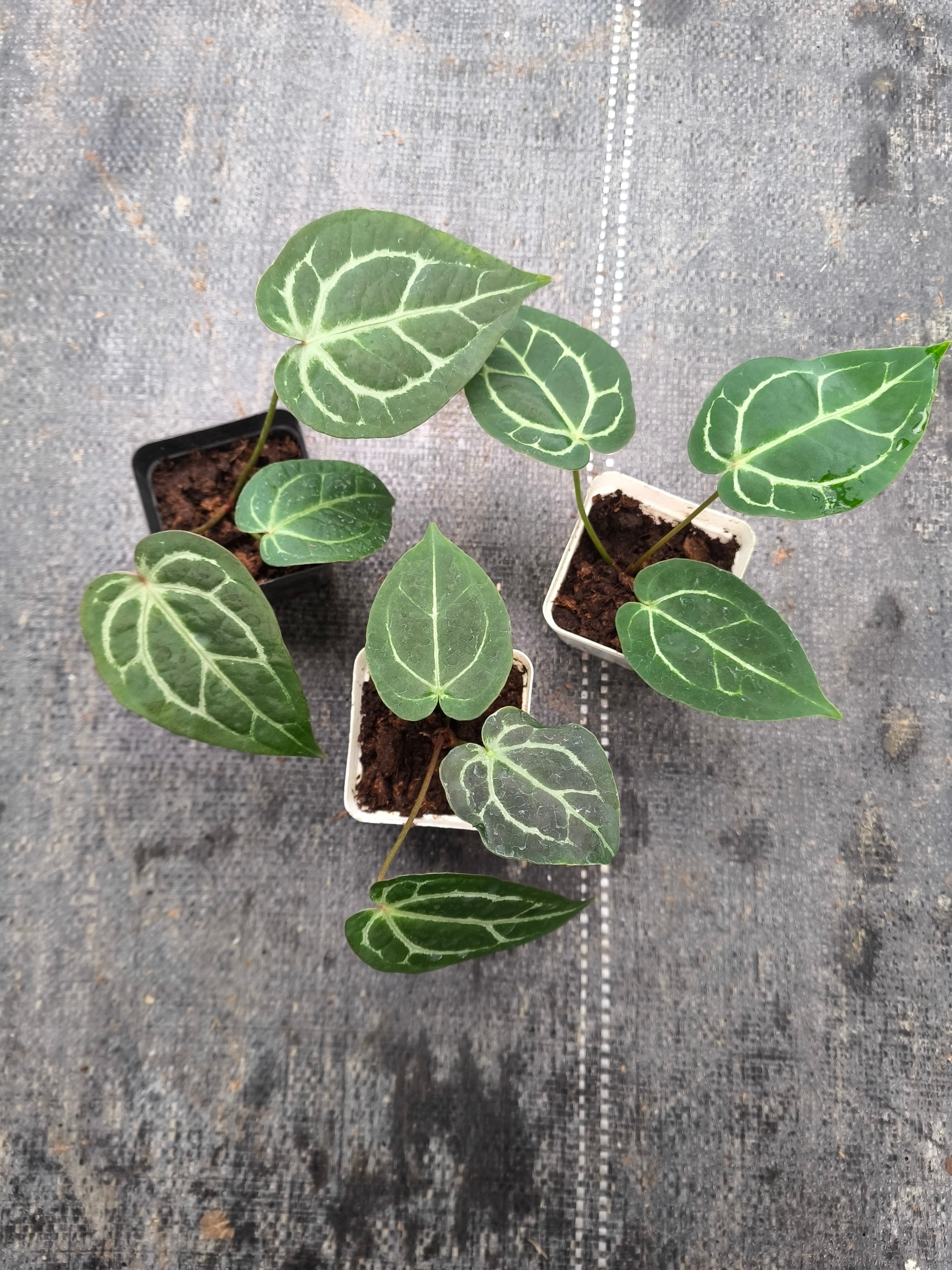 Anthurium crystallinum hybrid