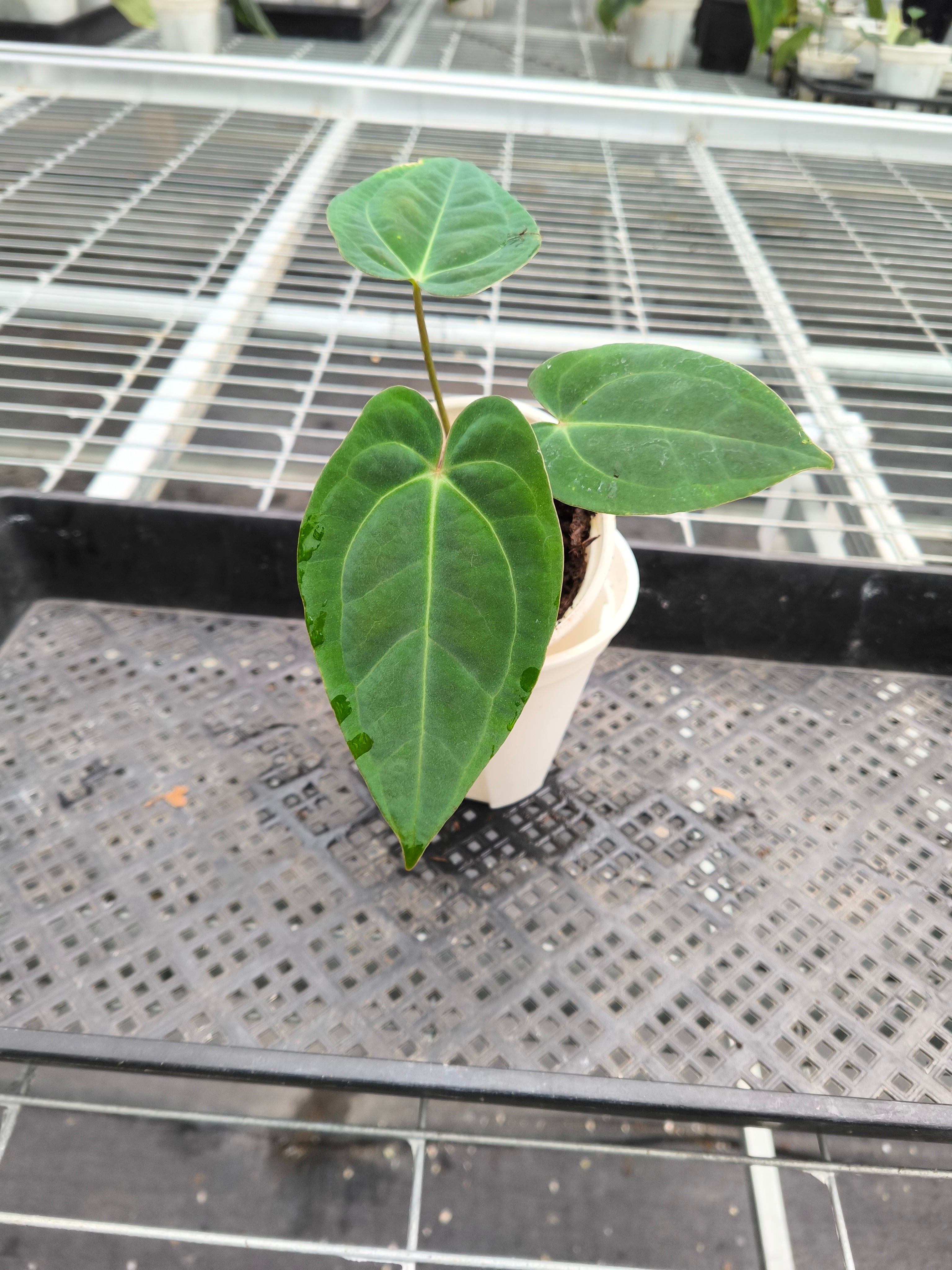 Anthurium 'Dark Phoenix'bybrid