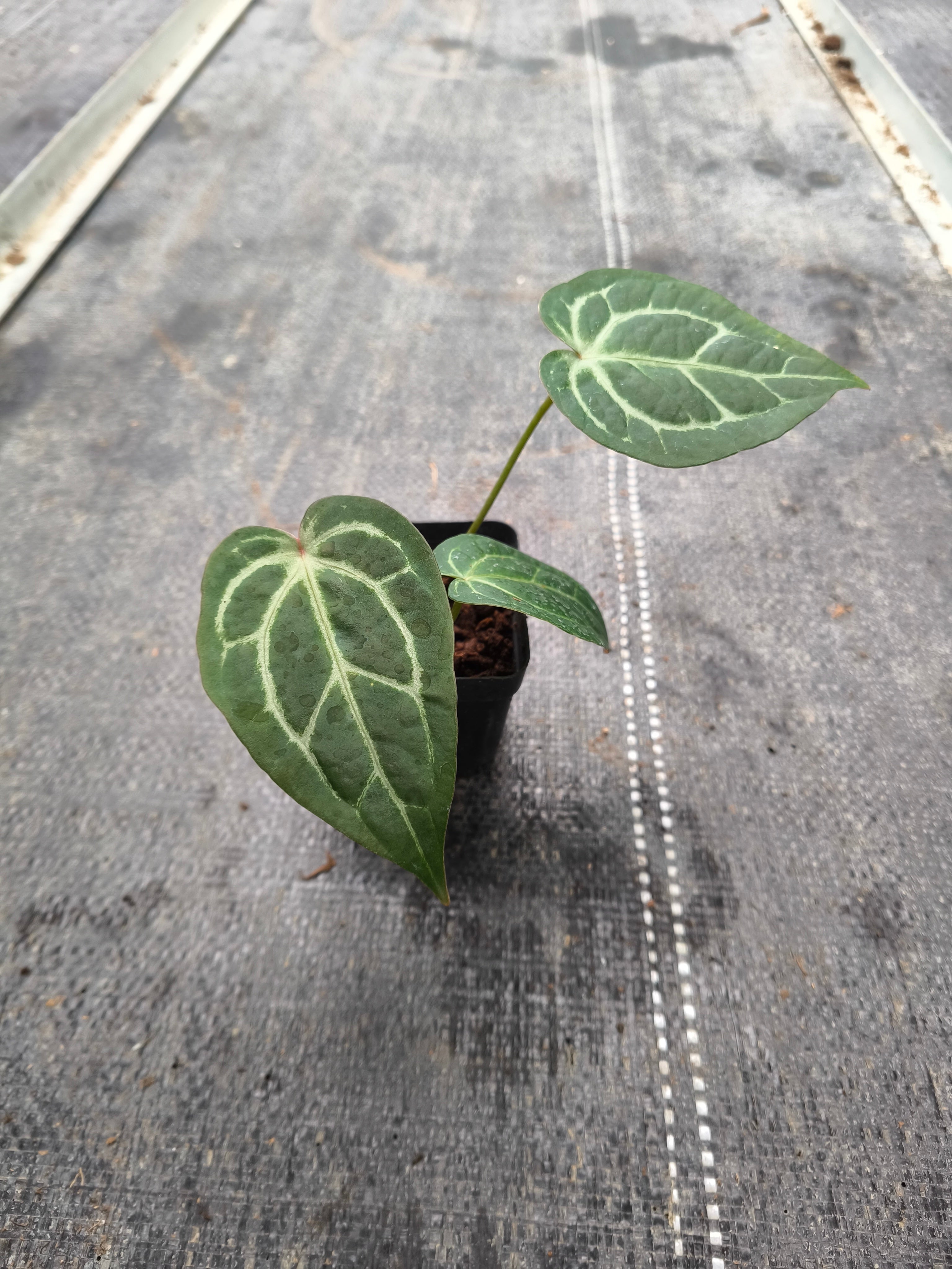 Anthurium crystallinum hybrid