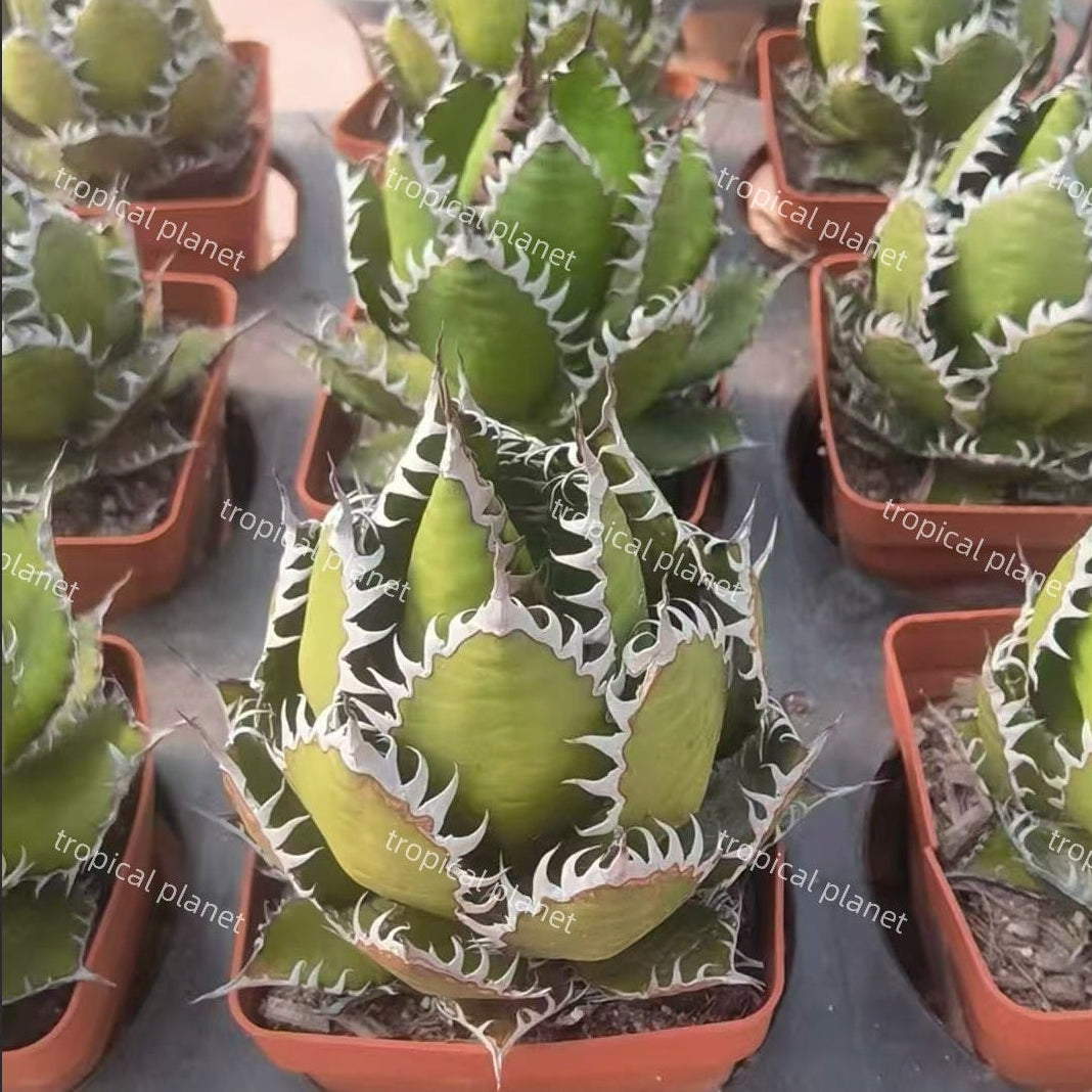 Agave horrida - 1:1 full-frame product photo