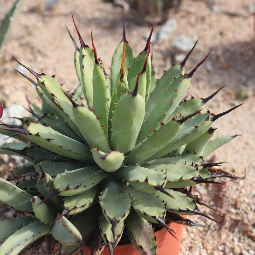 Agave macroacantha - 1:1 full-frame product photo