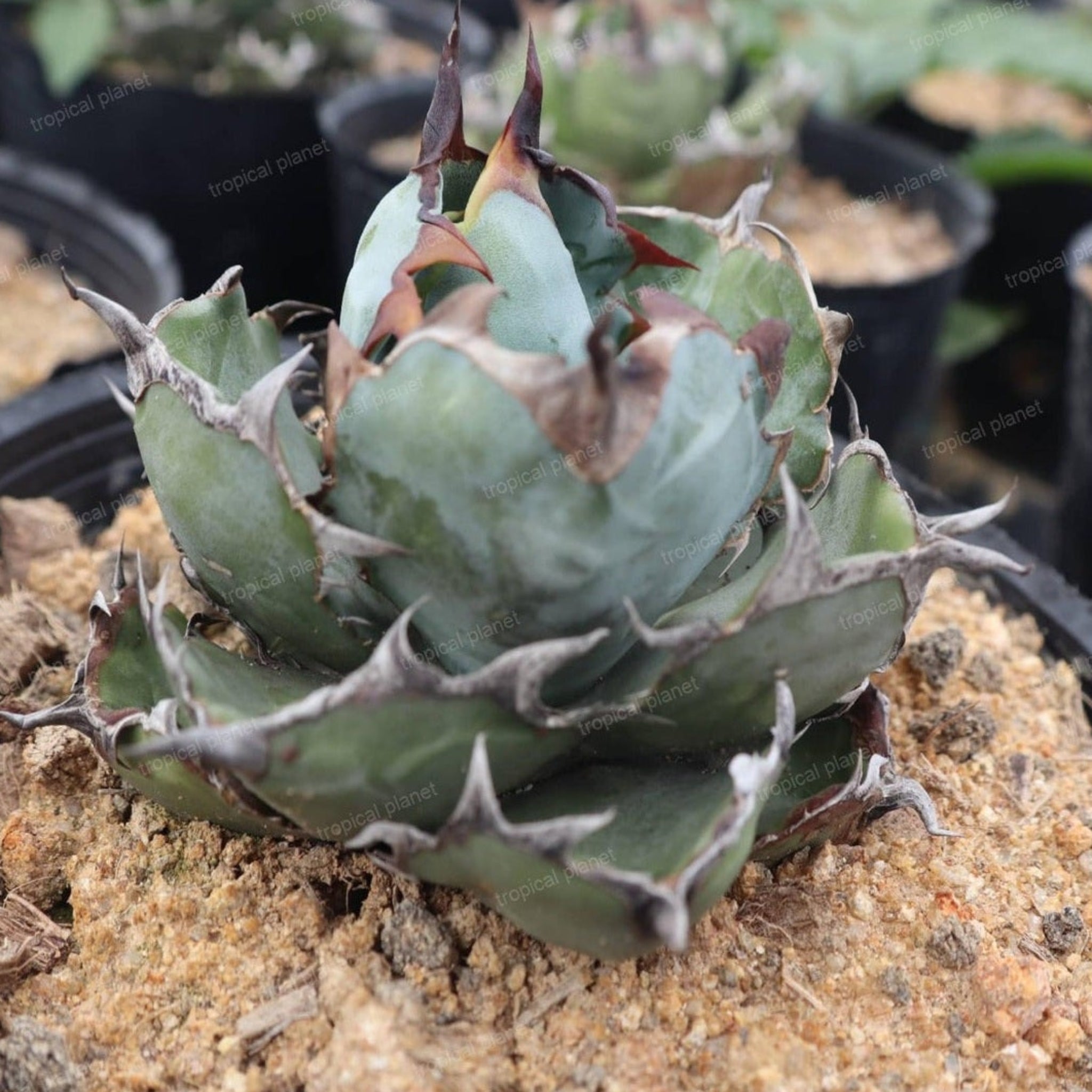 Agave titanota 'Black & Blue' - 1:1 full-frame product photo