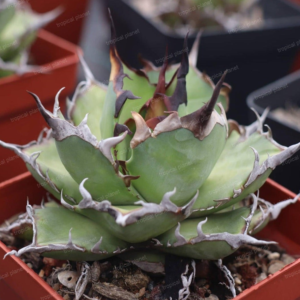 Agave titanota 'Hades' - 1:1 full-frame product photo
