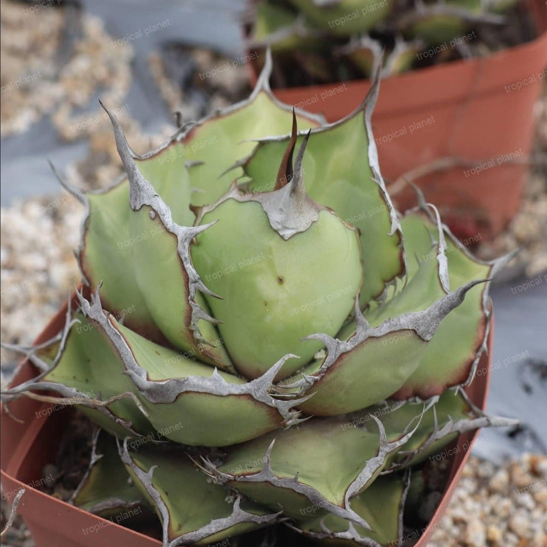 Agave titanota 'Panda' - 1:1 full-frame product photo